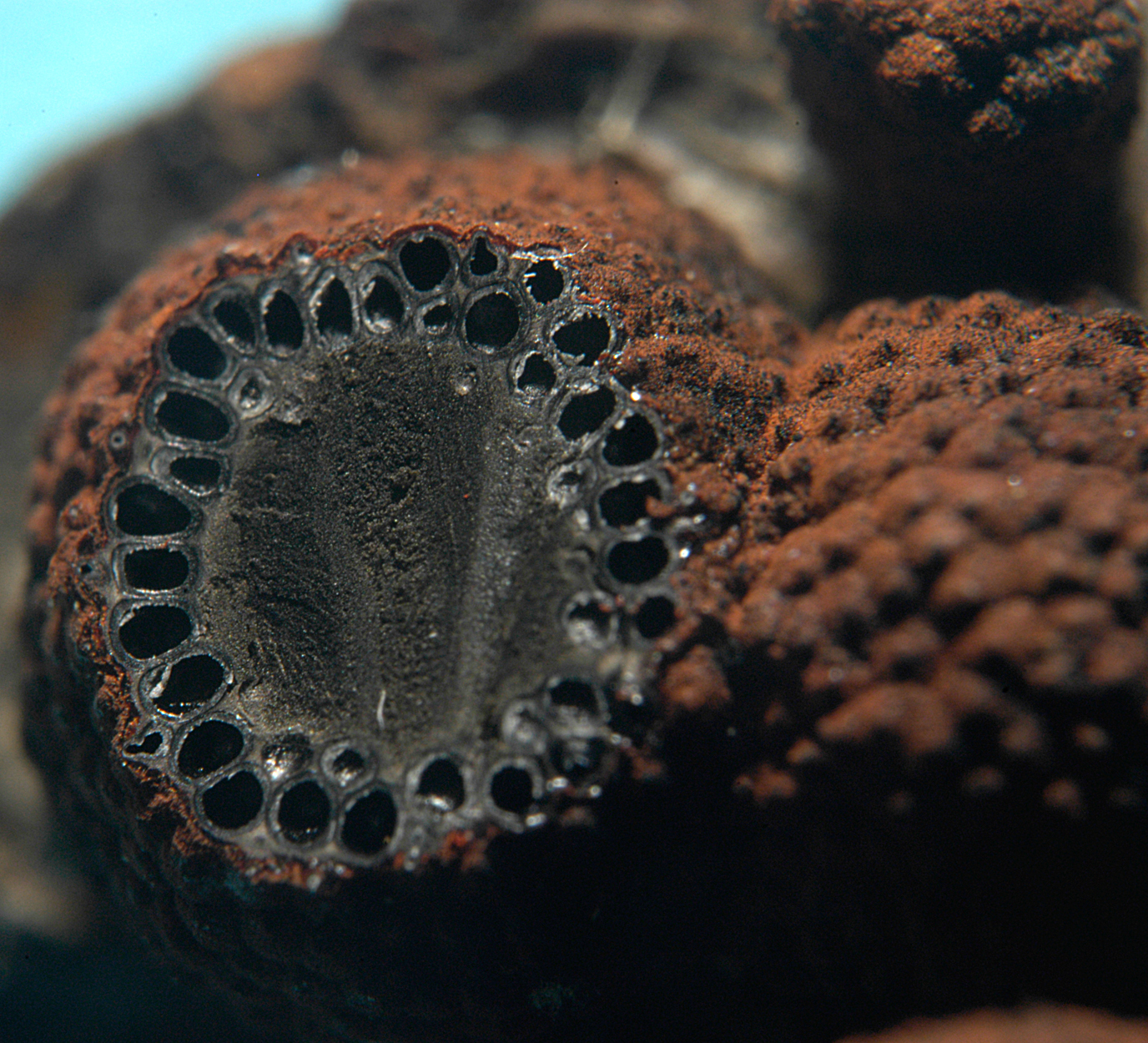 21052013235338 686 art 655 hyp fragiforme 4994 s4 kopie