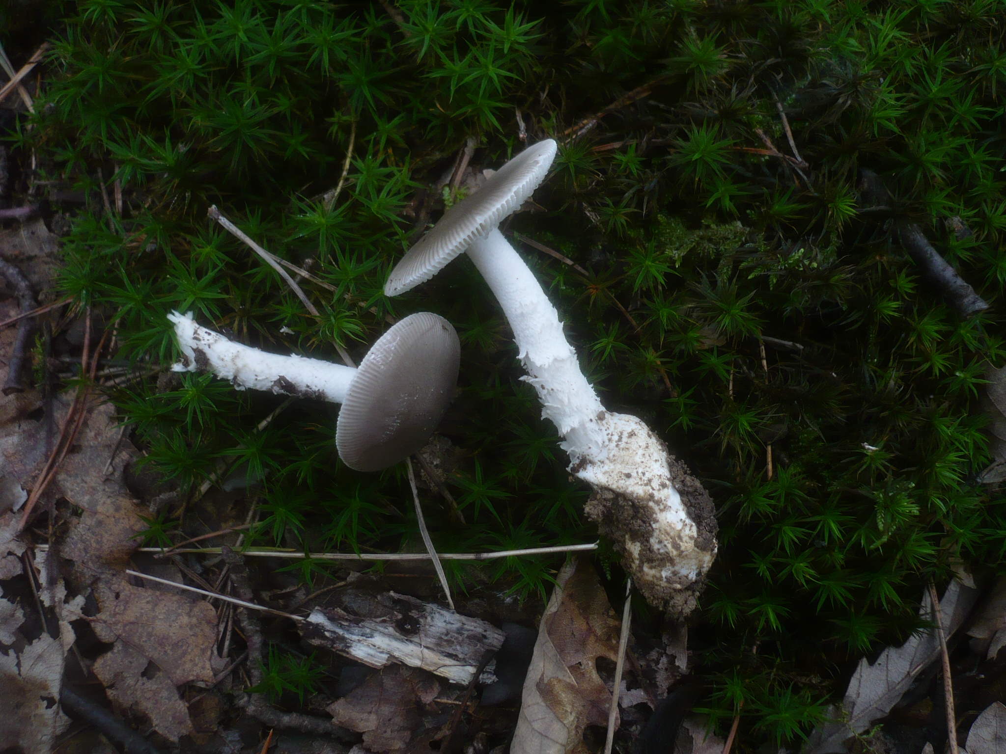 21052018170351 3667 art 2213 amanita vaginata fo.grisea1.neutal.gaberlingwald