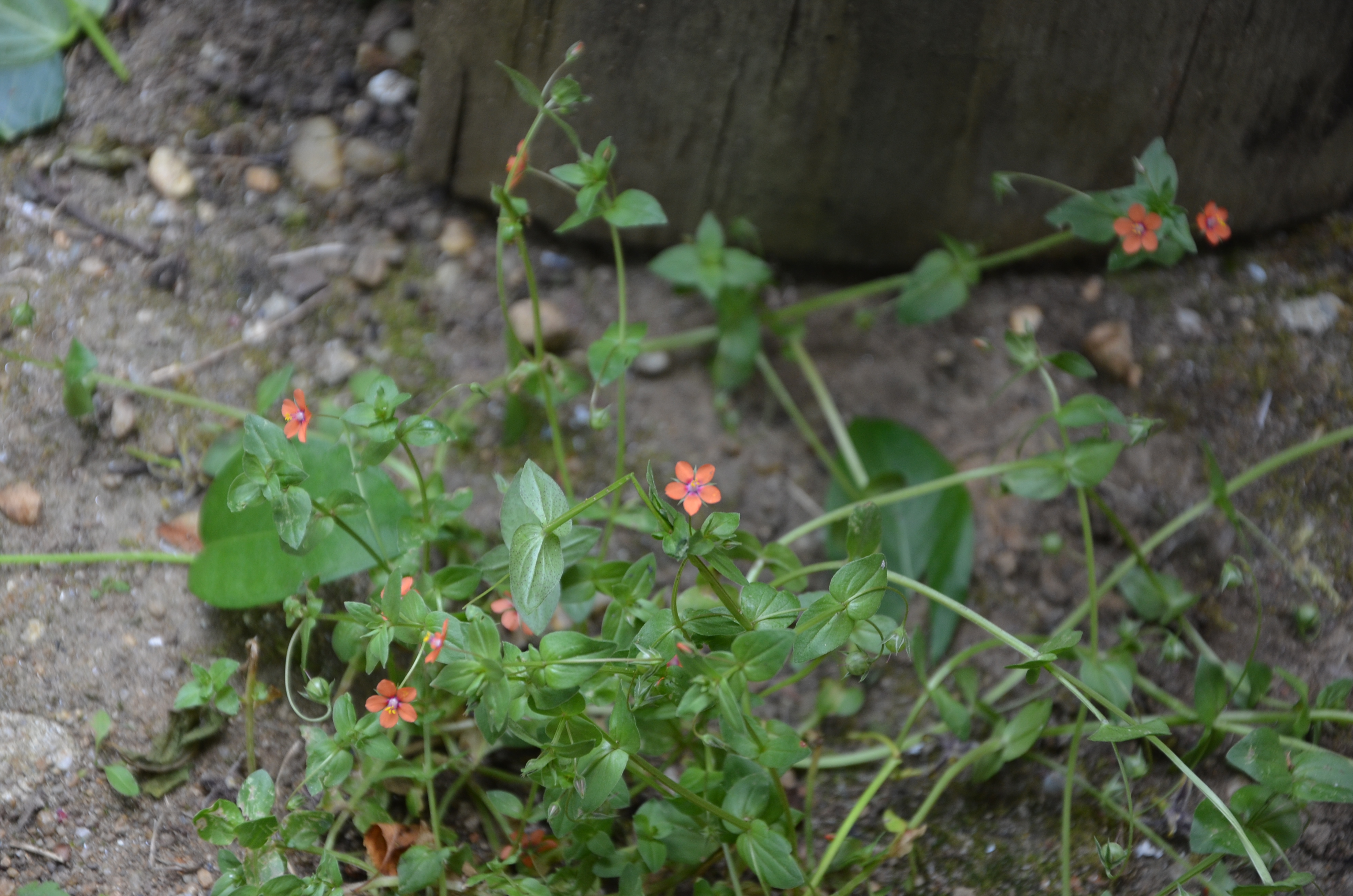 21062014110006 2503 art 1540 acker gauchheil