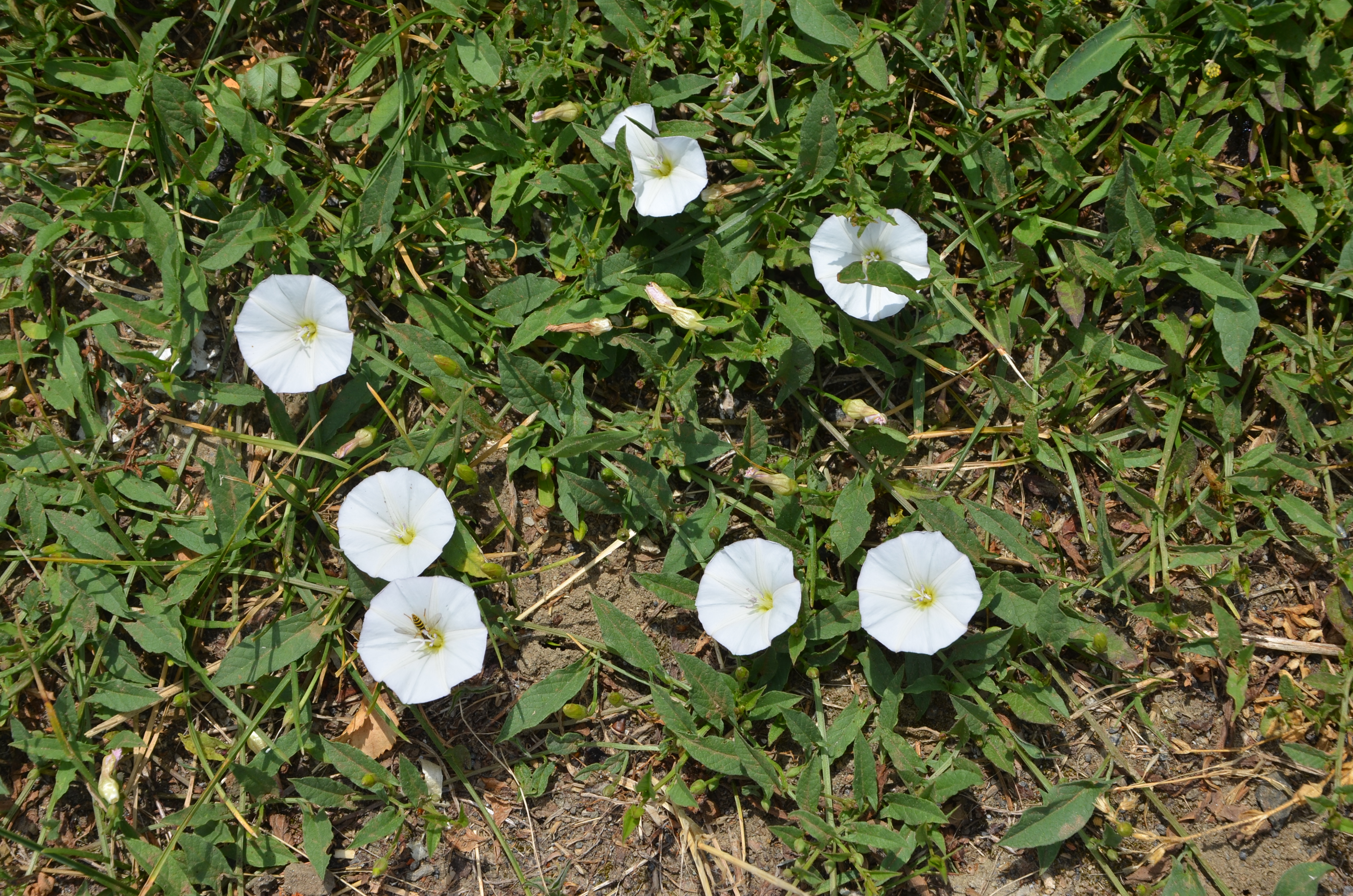 21062014111536 2504 art 1340 acker winde