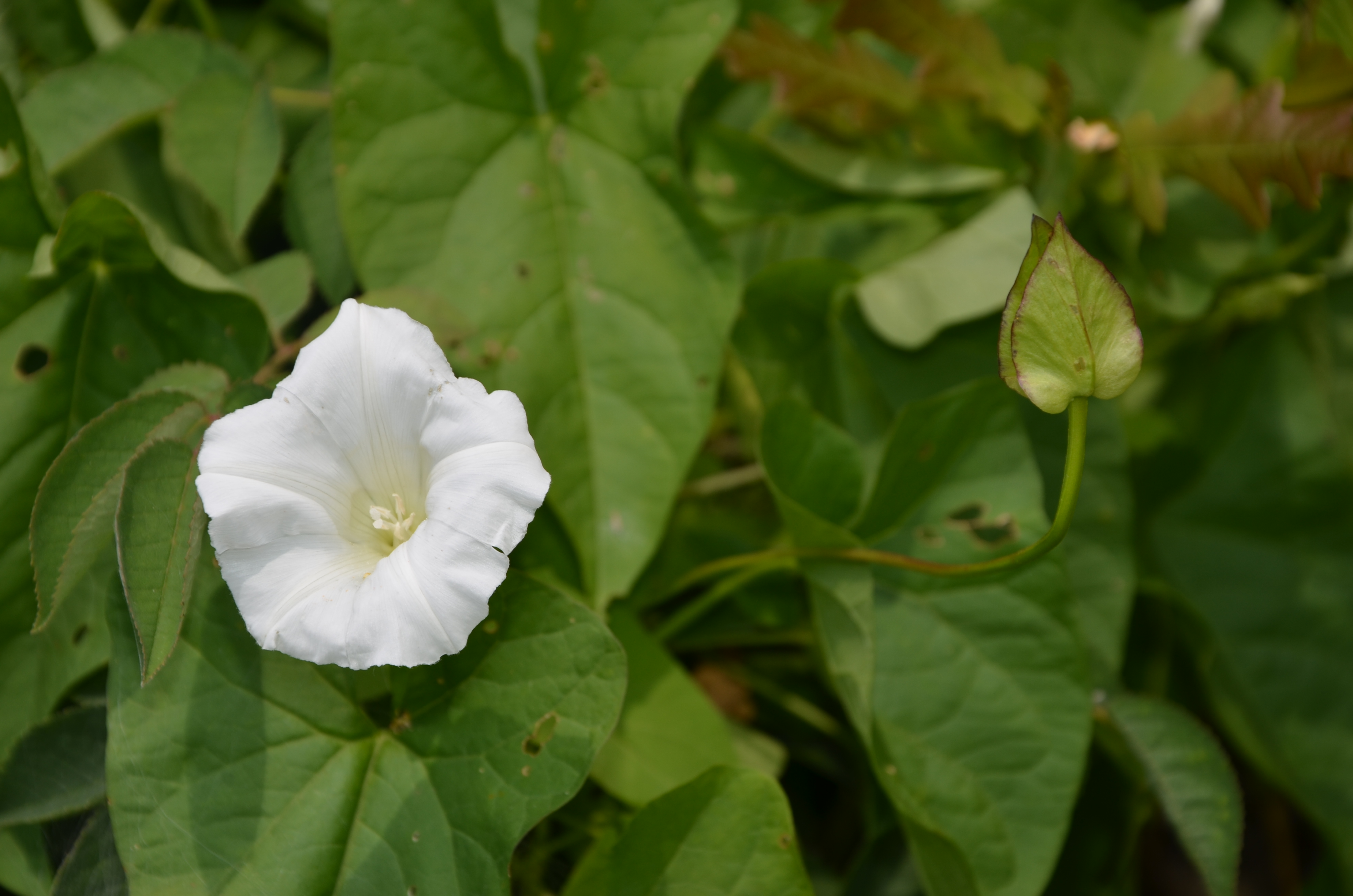 21062014113449 2505 art 1541 zaunwinde