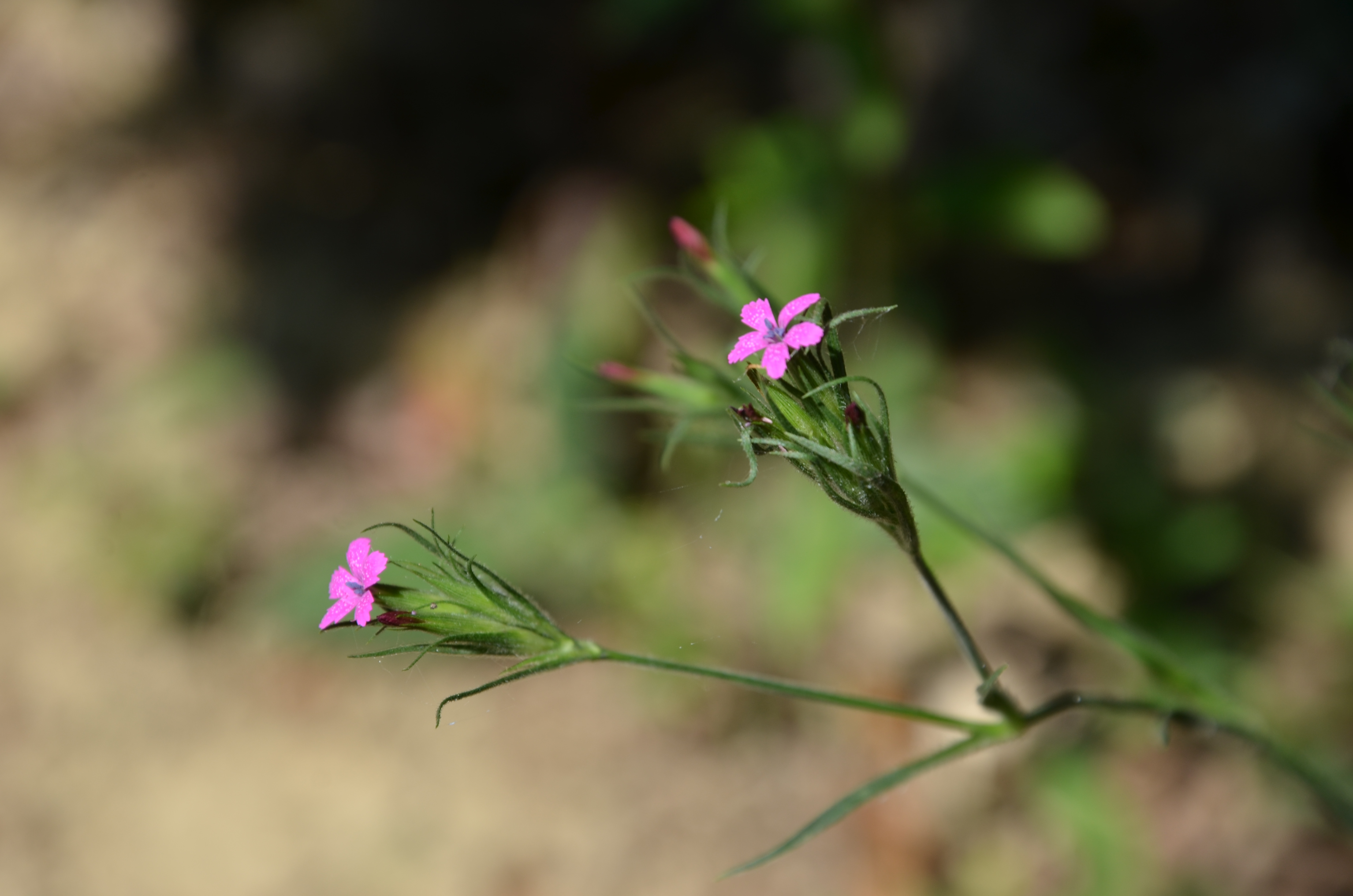 21062014115331 2507 art 1542 rauhe nelke