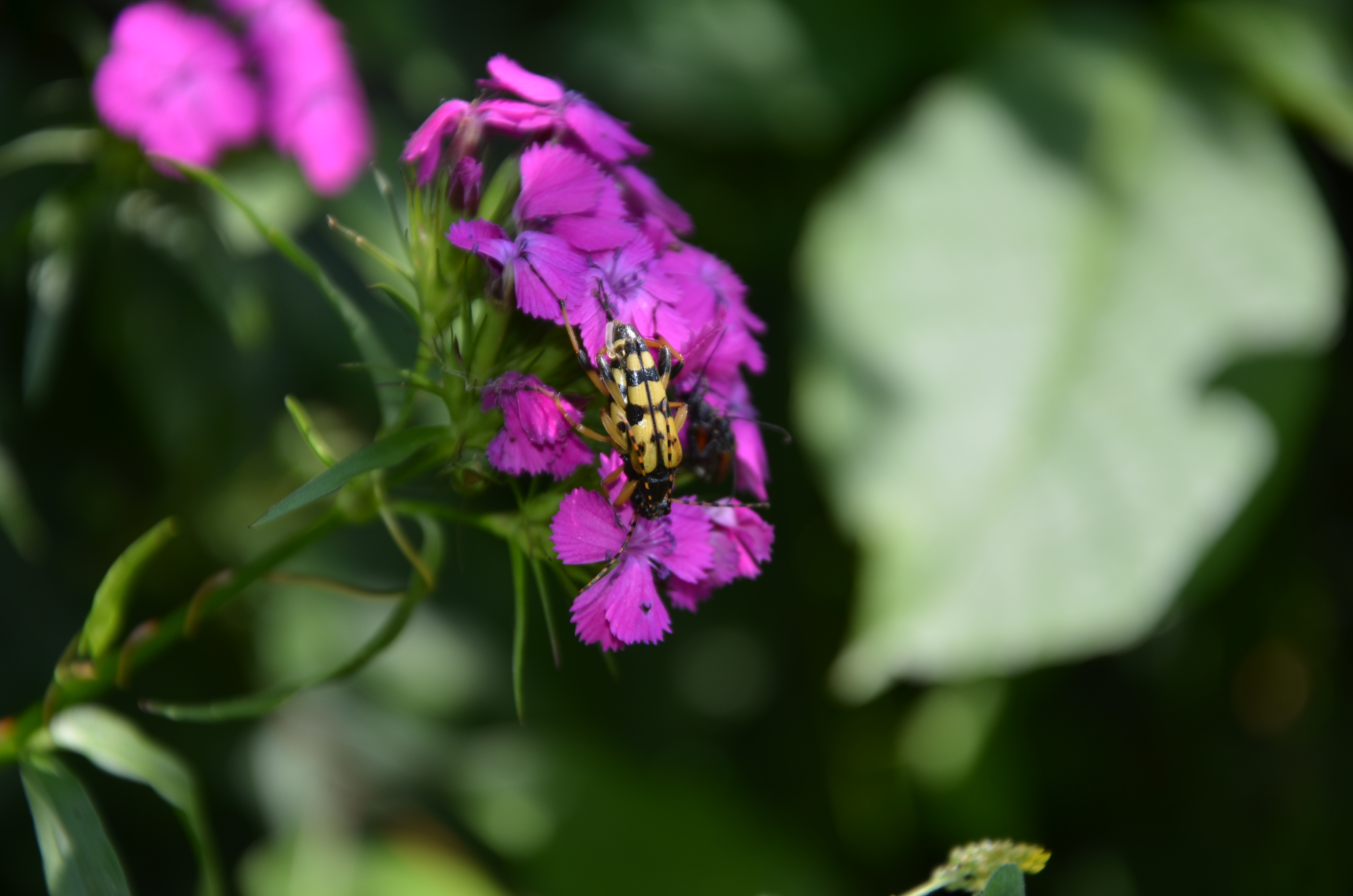 21062014120338 2508 art 1543 bartnelke