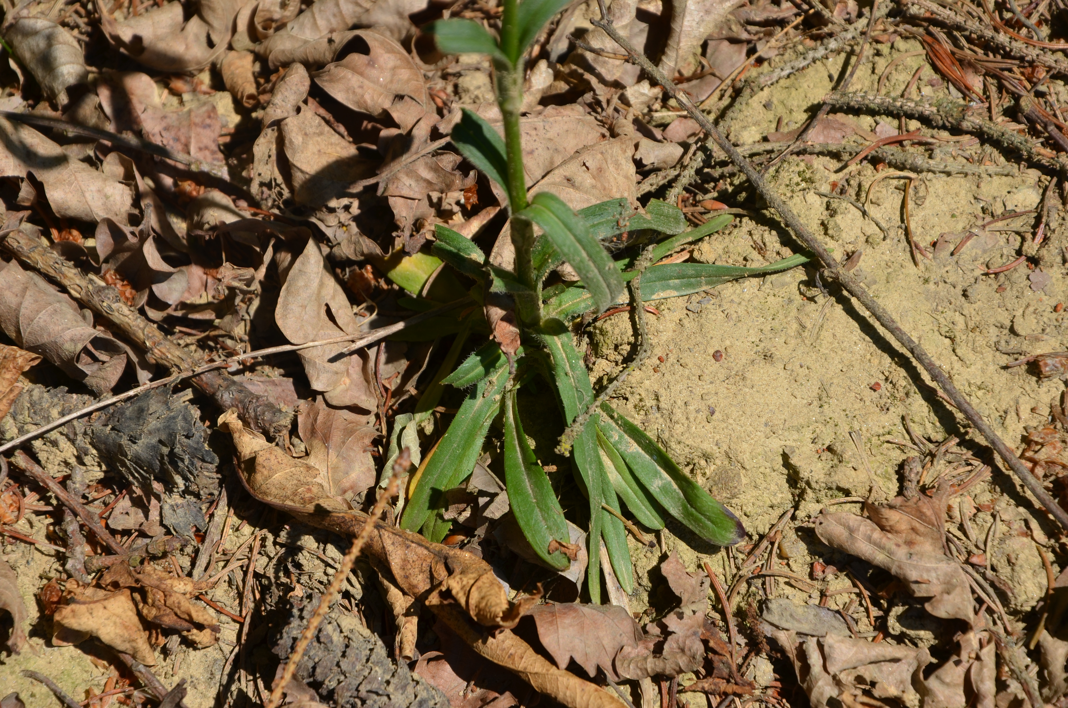 21062014120602 2509 art 1542 rauhe nelke1