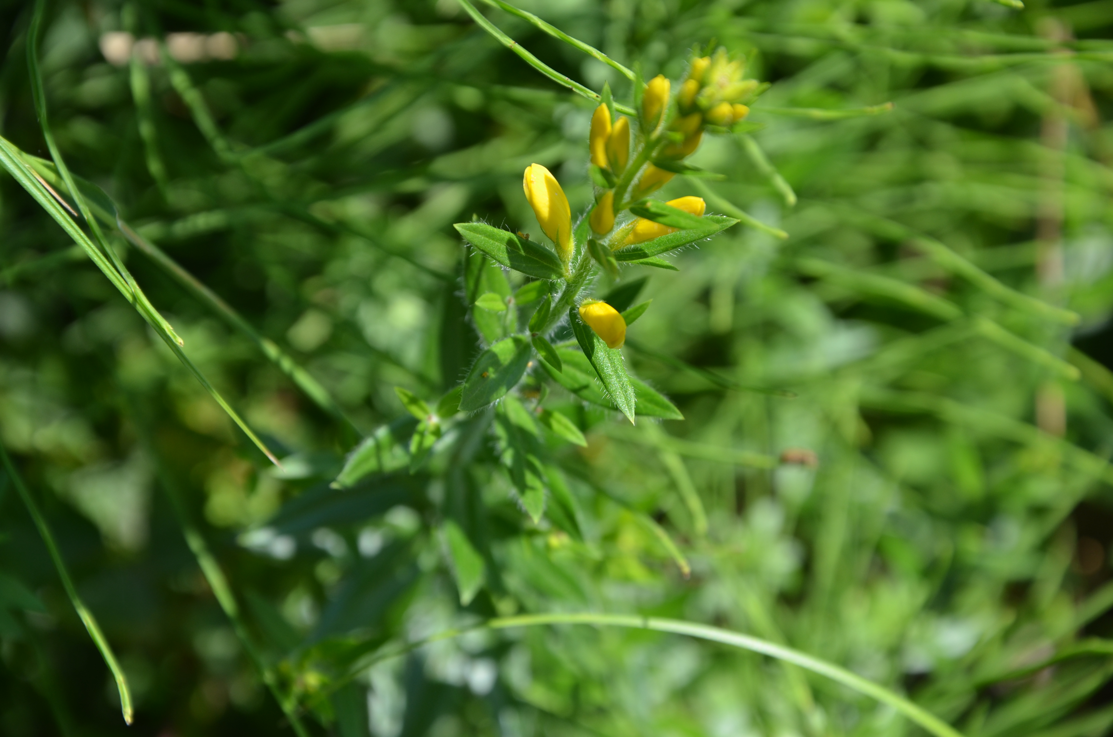 21062014122346 2510 art 1544 farber ginster