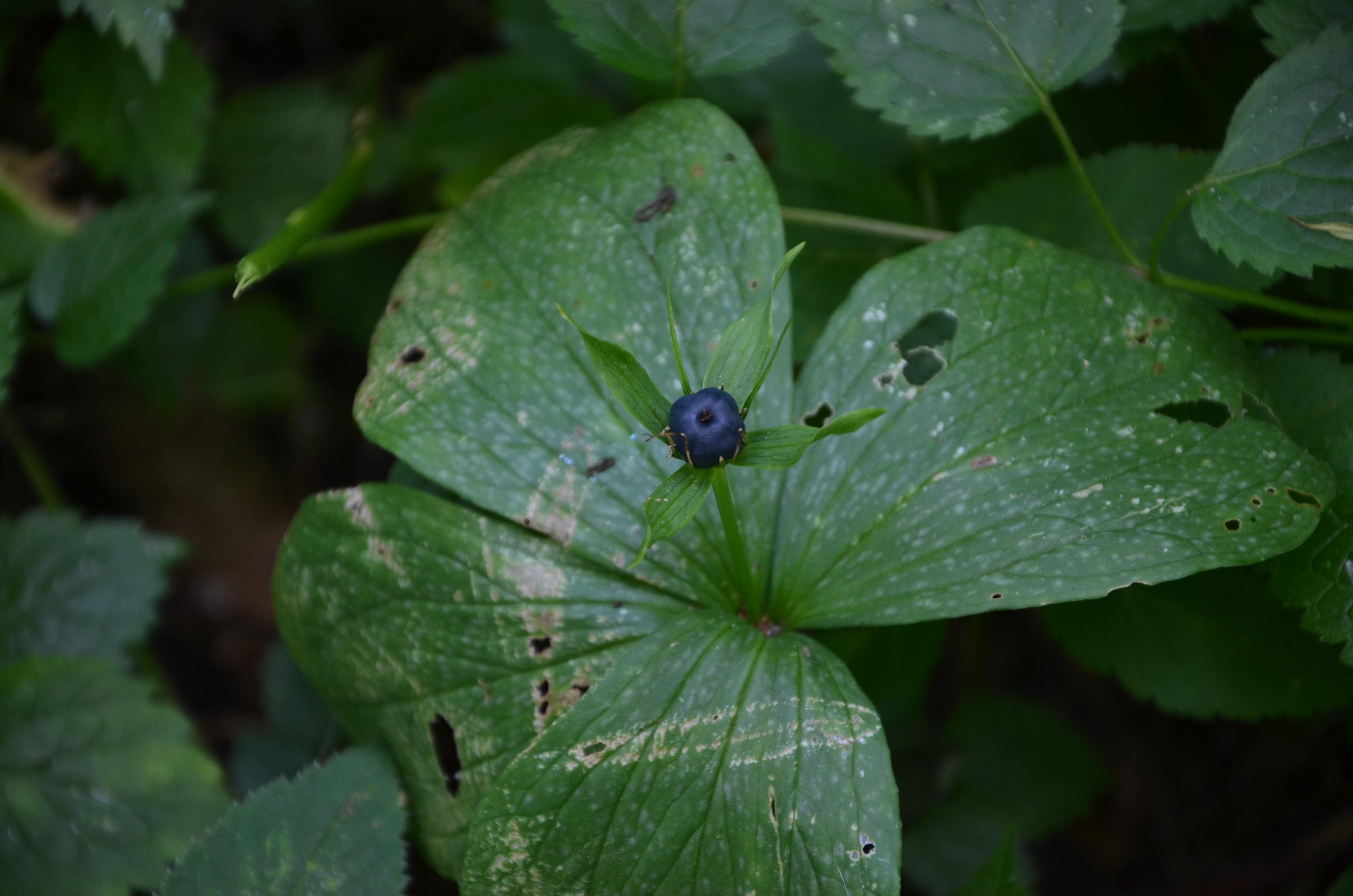 21062014122614 2511 art 1422 einbeere