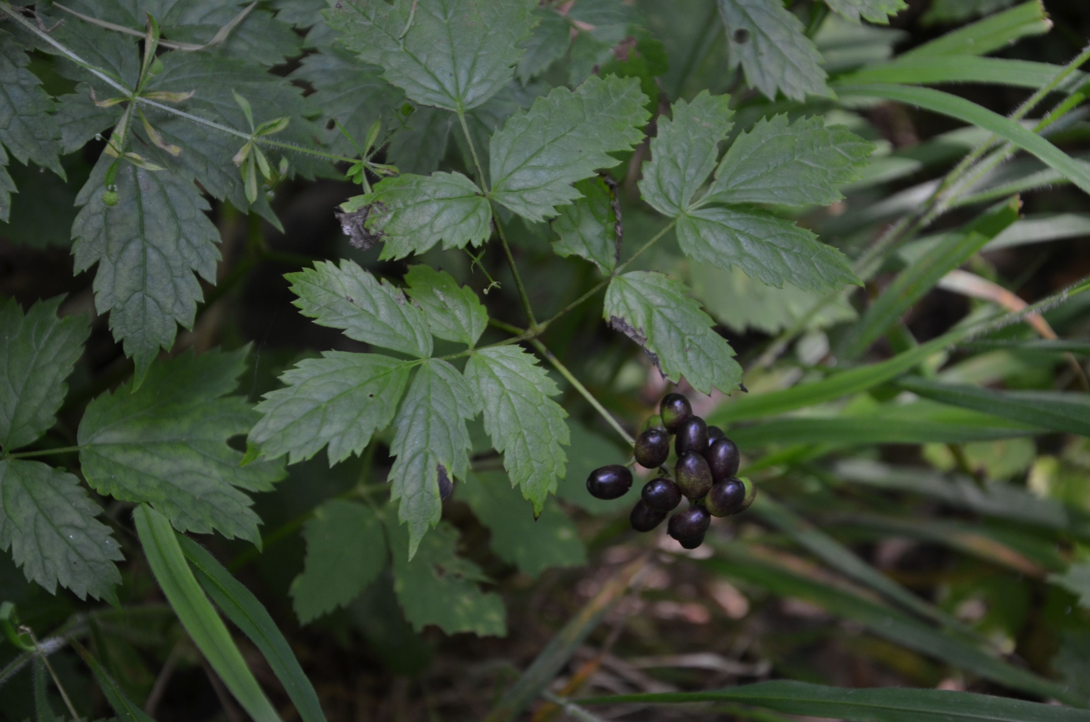 21062014125610 2512 art 1545 geisbart