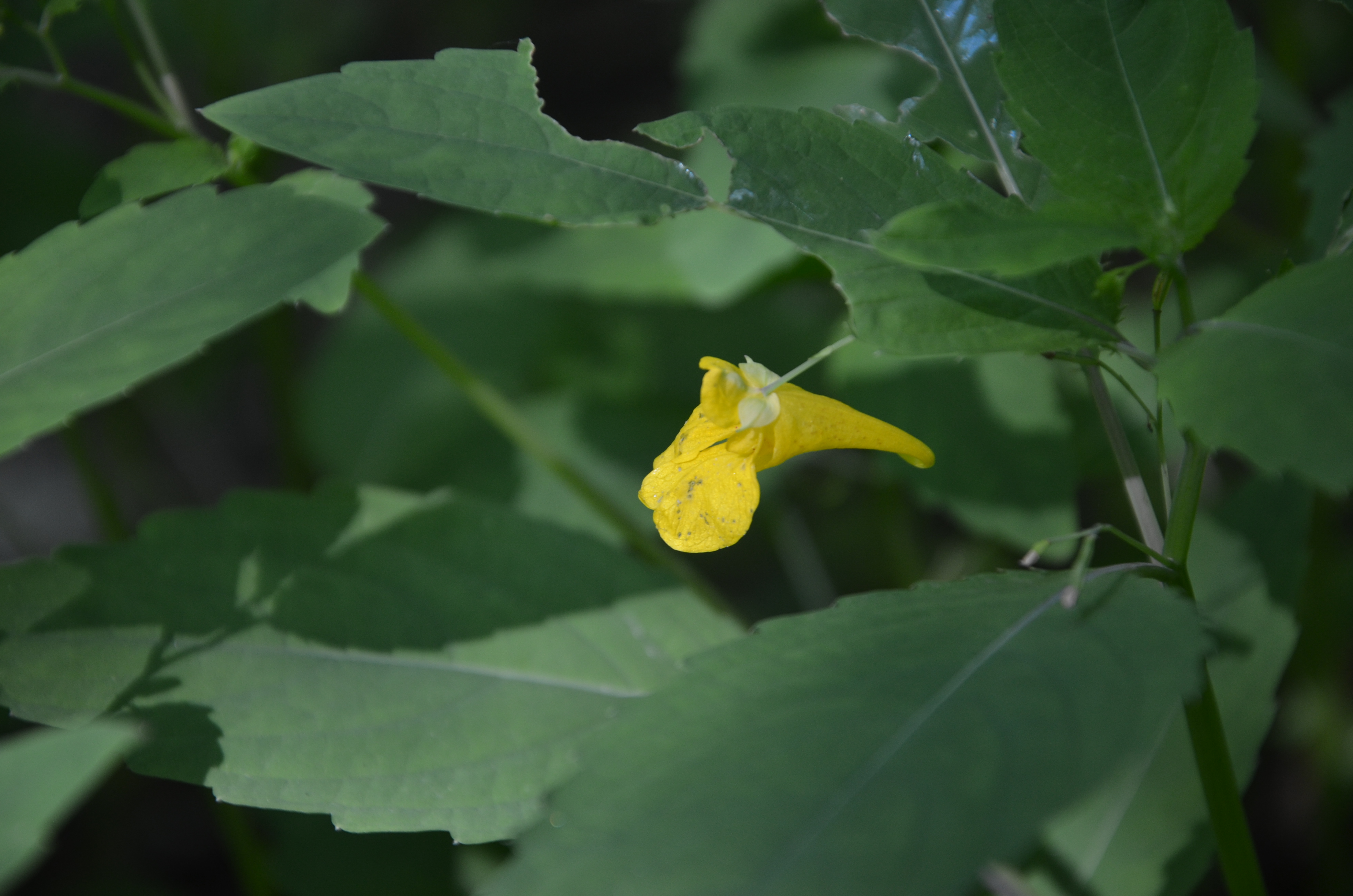 21062014130459 2514 art 200 groses springkraut