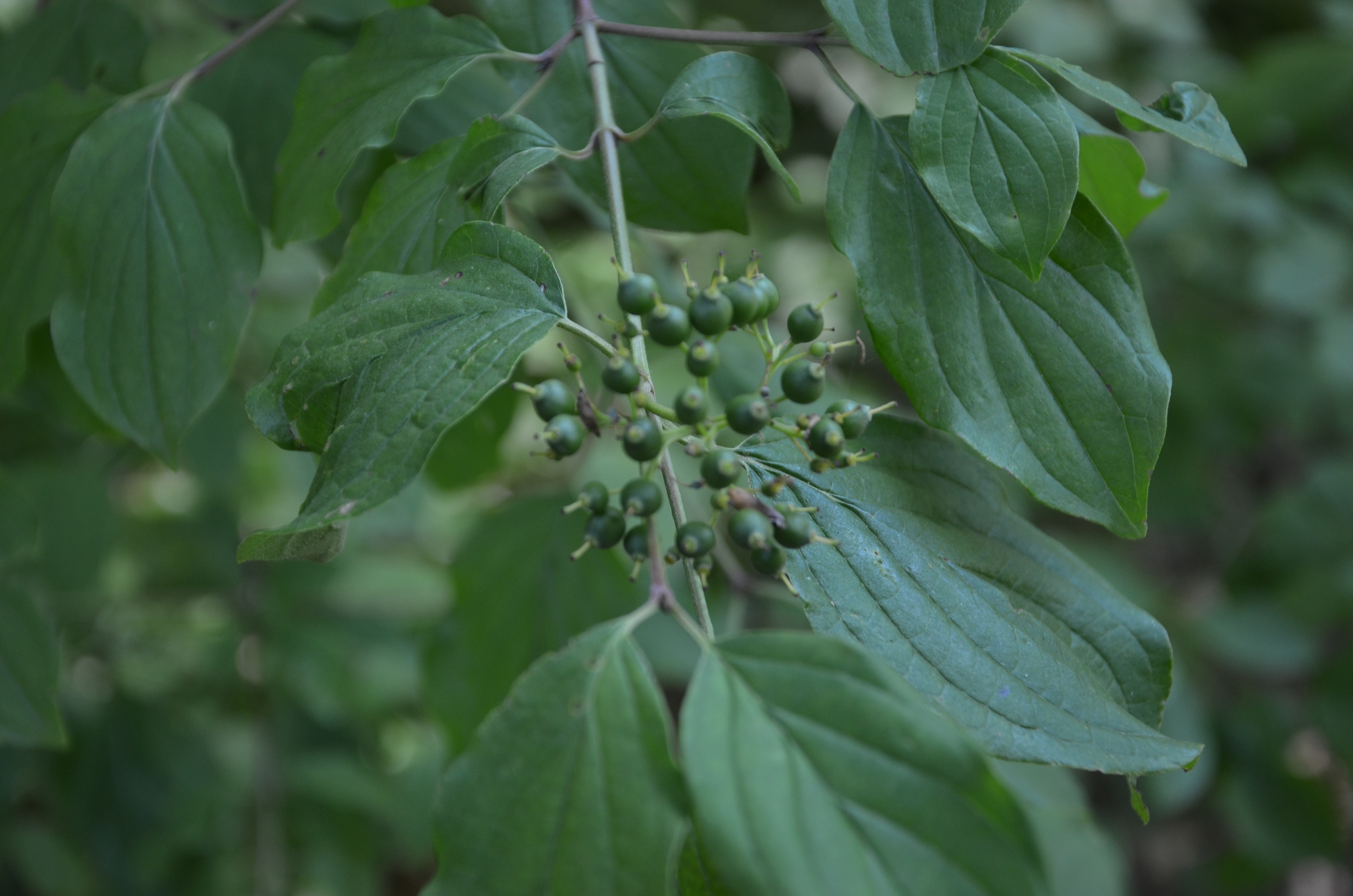 21062014130826 2515 art 260 hartriegel