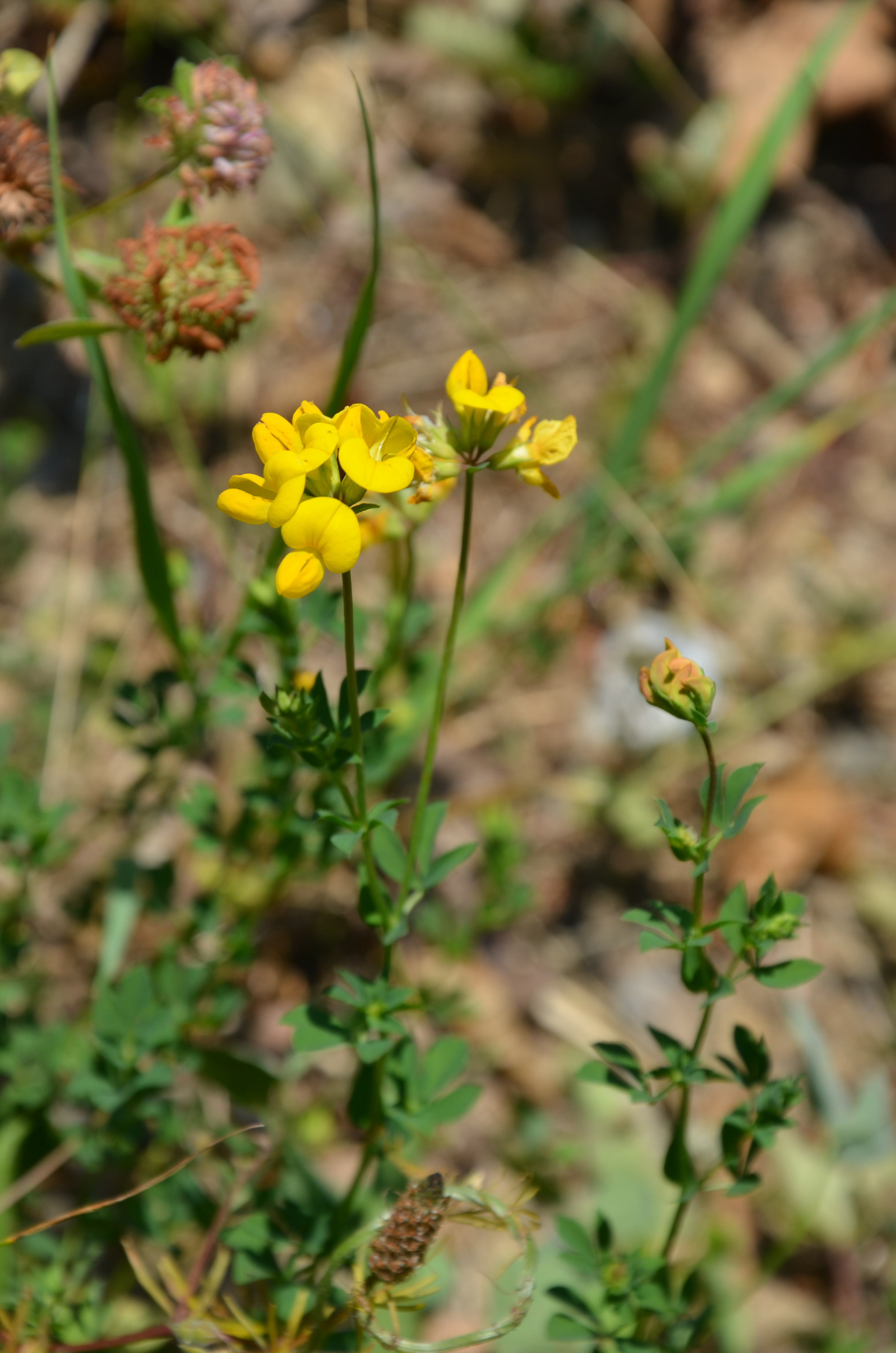 21062014131323 2516 art 498 hornklee