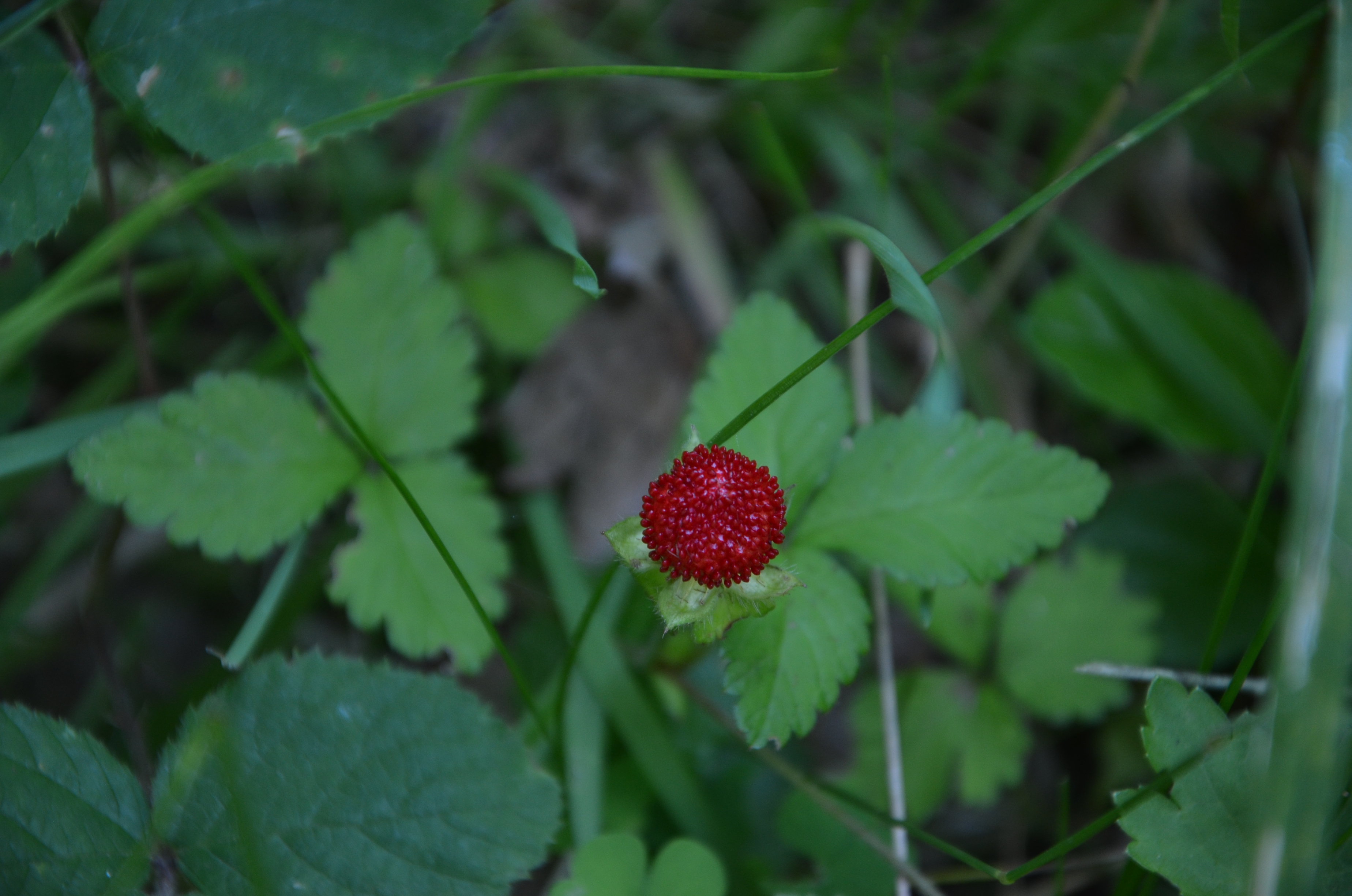 21062014132211 2517 art 1546 japanische scheinerdbeere