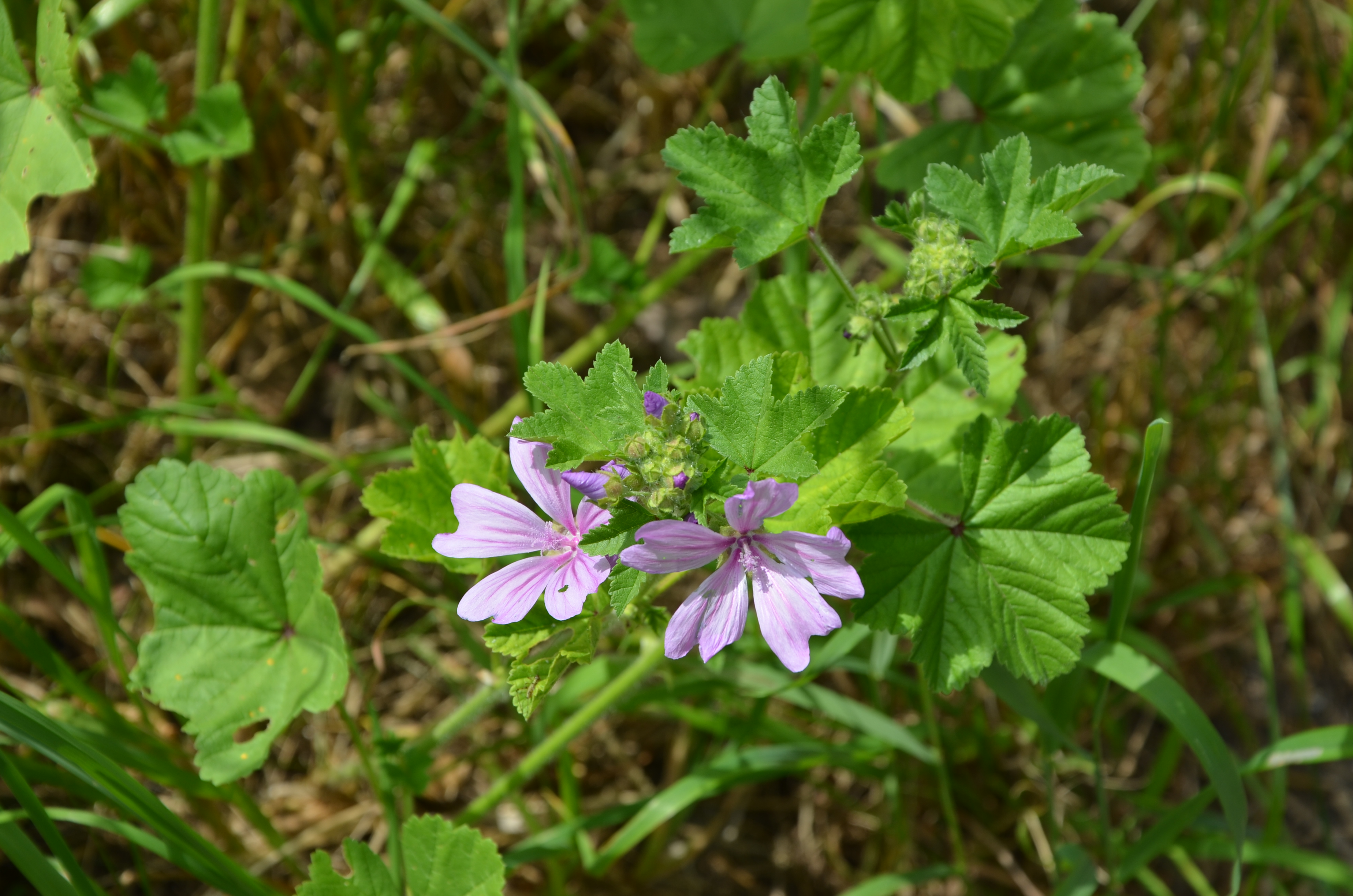 21062014134017 2518 art 1547 kasepappel