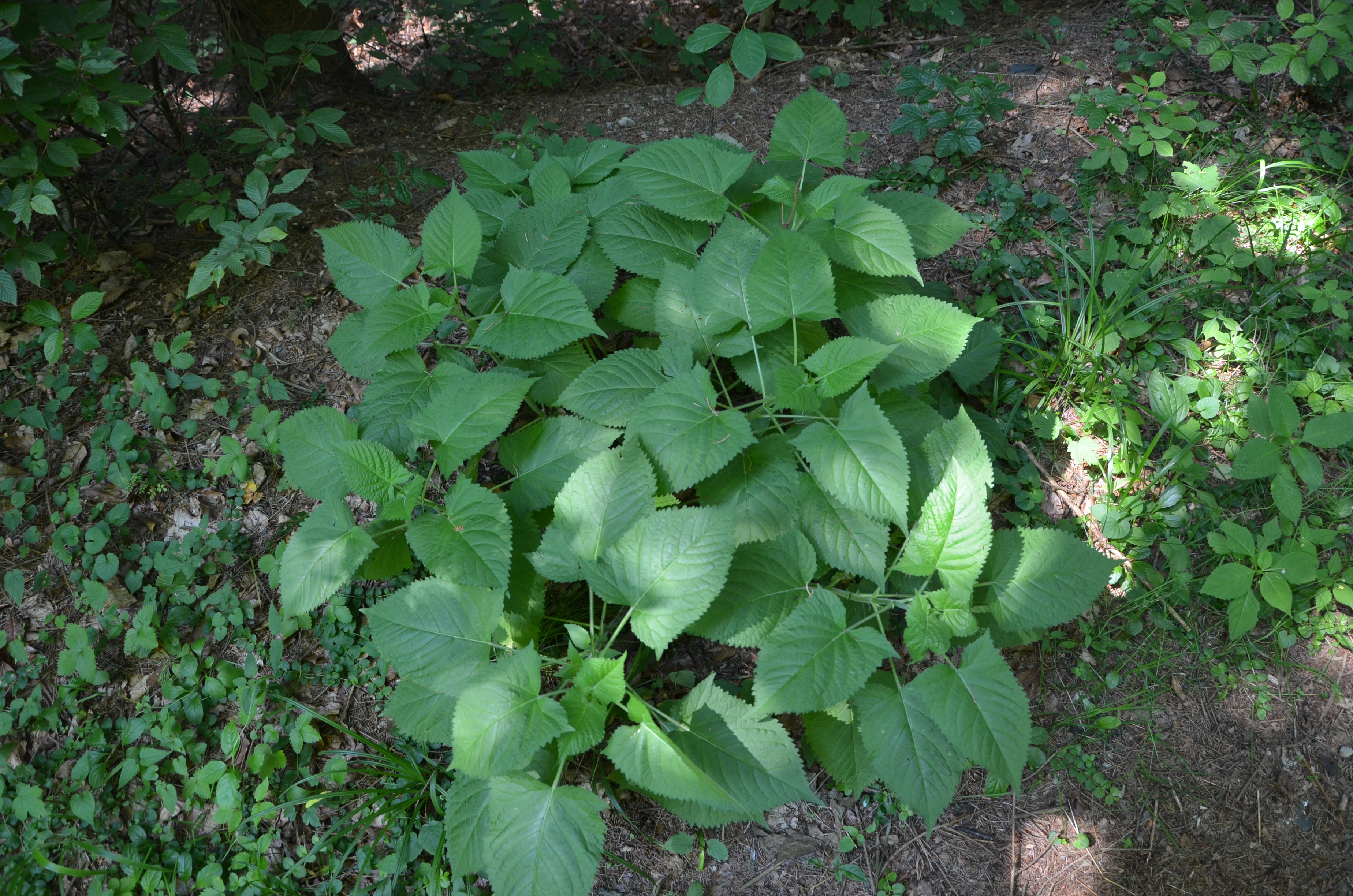 21062014134455 2519 art 488 klebriger salbei