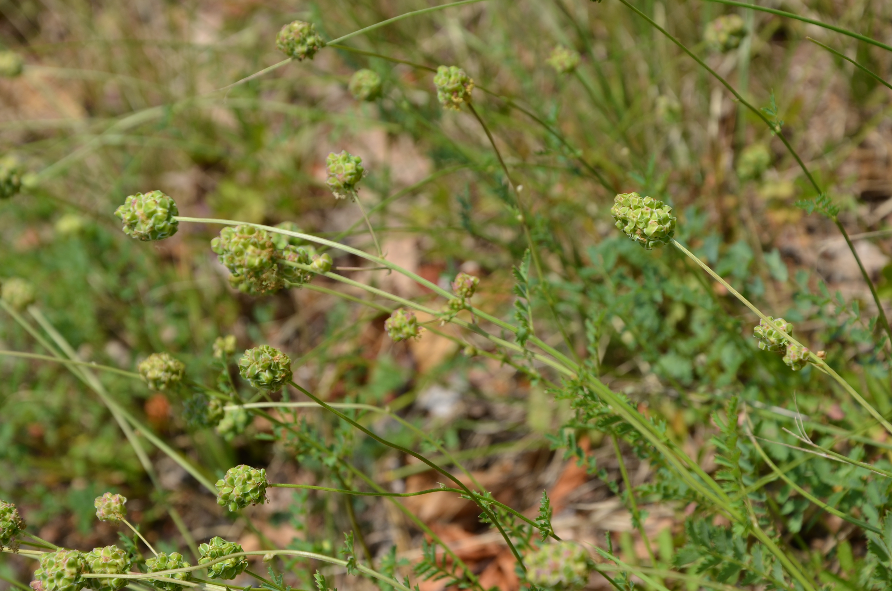 21062014142134 2520 art 1548 kleiner wiesenknopf
