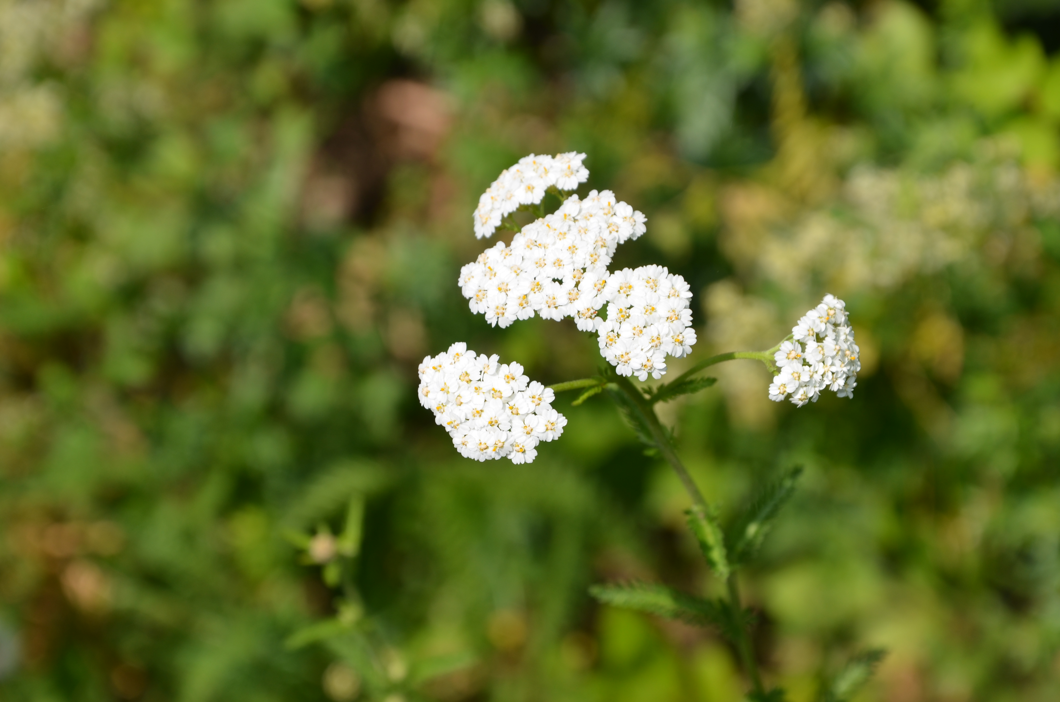 21062014143504 2522 art 1382 schafgarbe