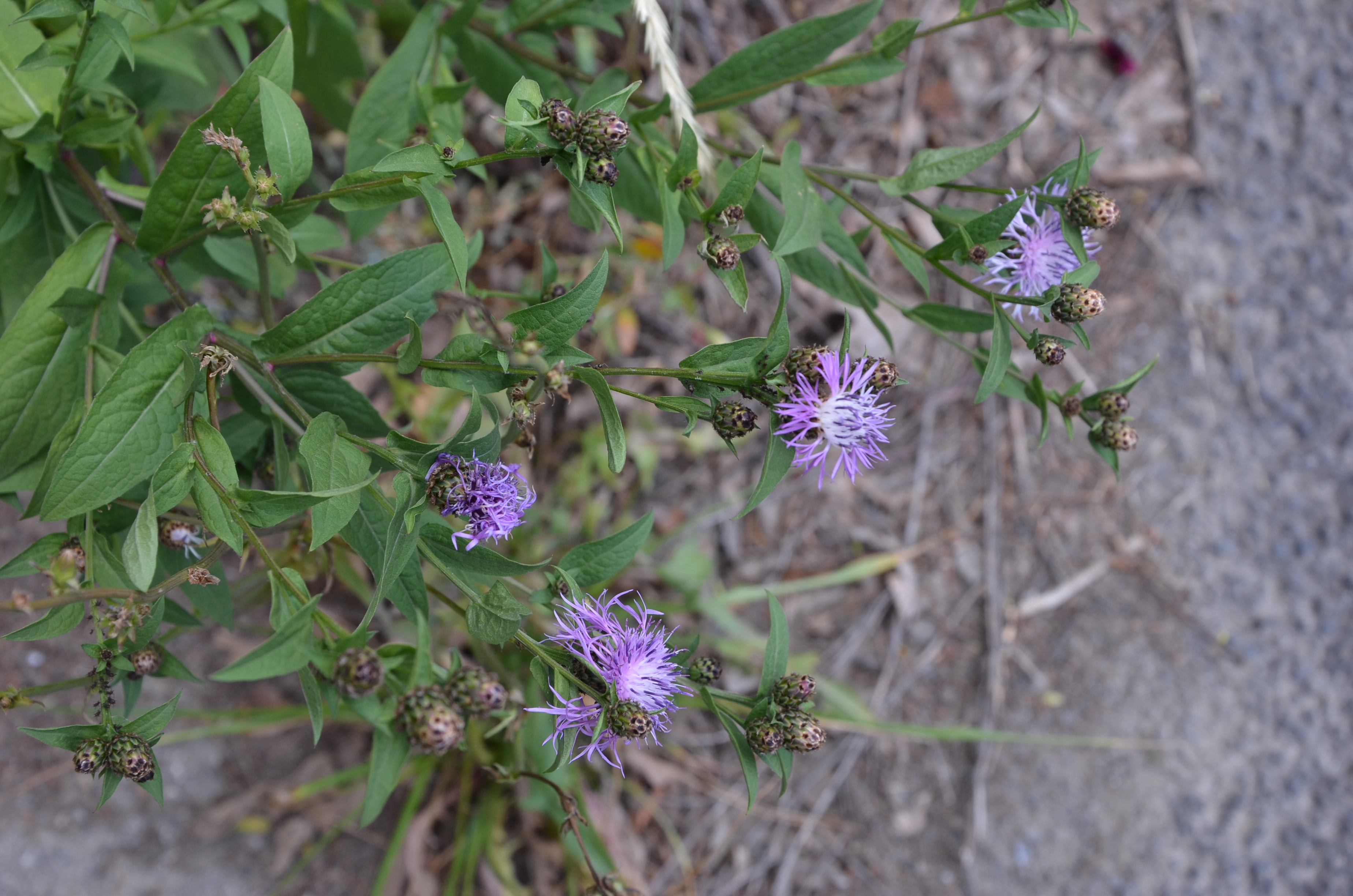 21062014143723 2523 art 329 schwarzende flockenblume