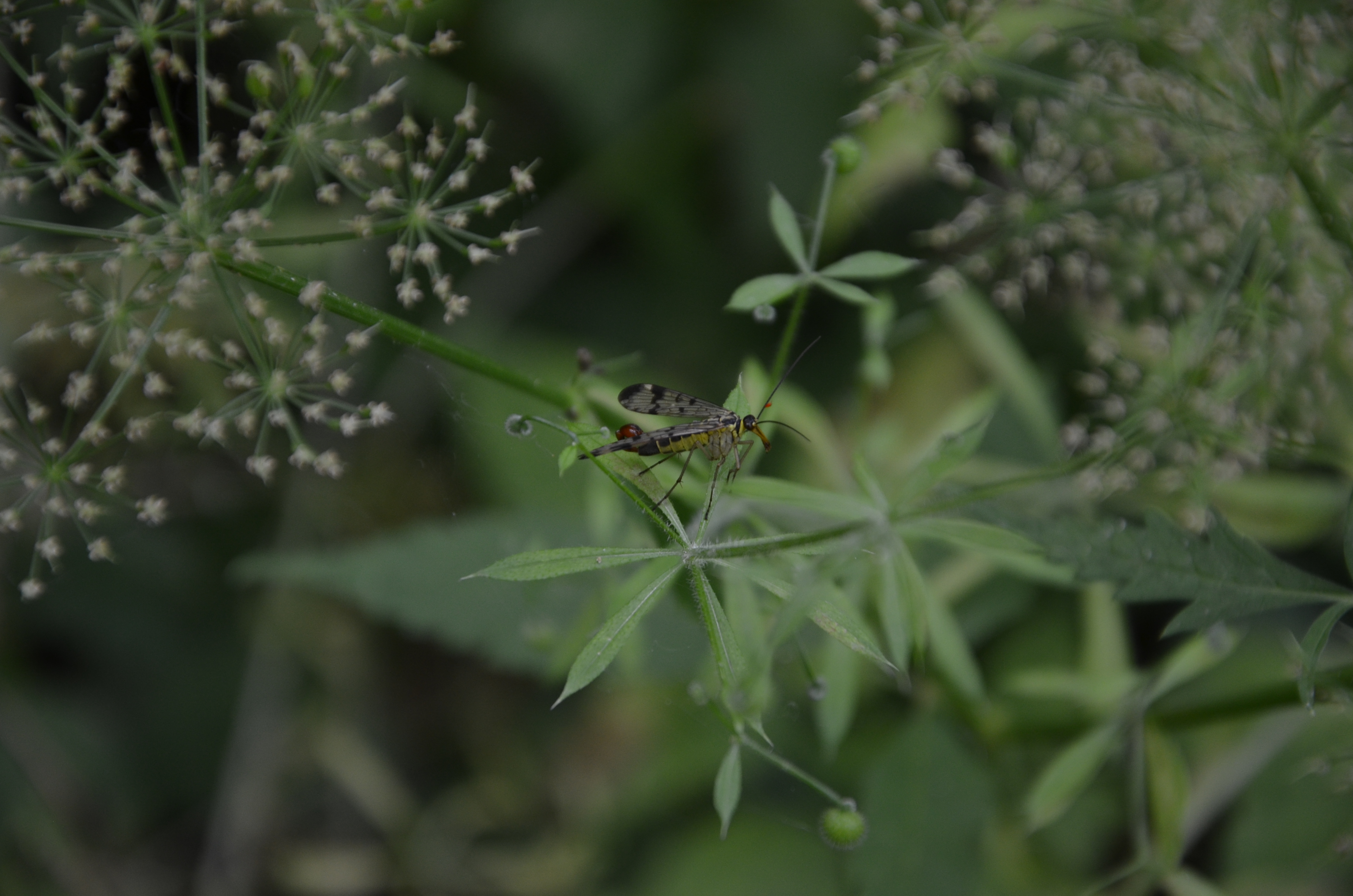 21062014144950 2525 art 919 scorpionsfliege