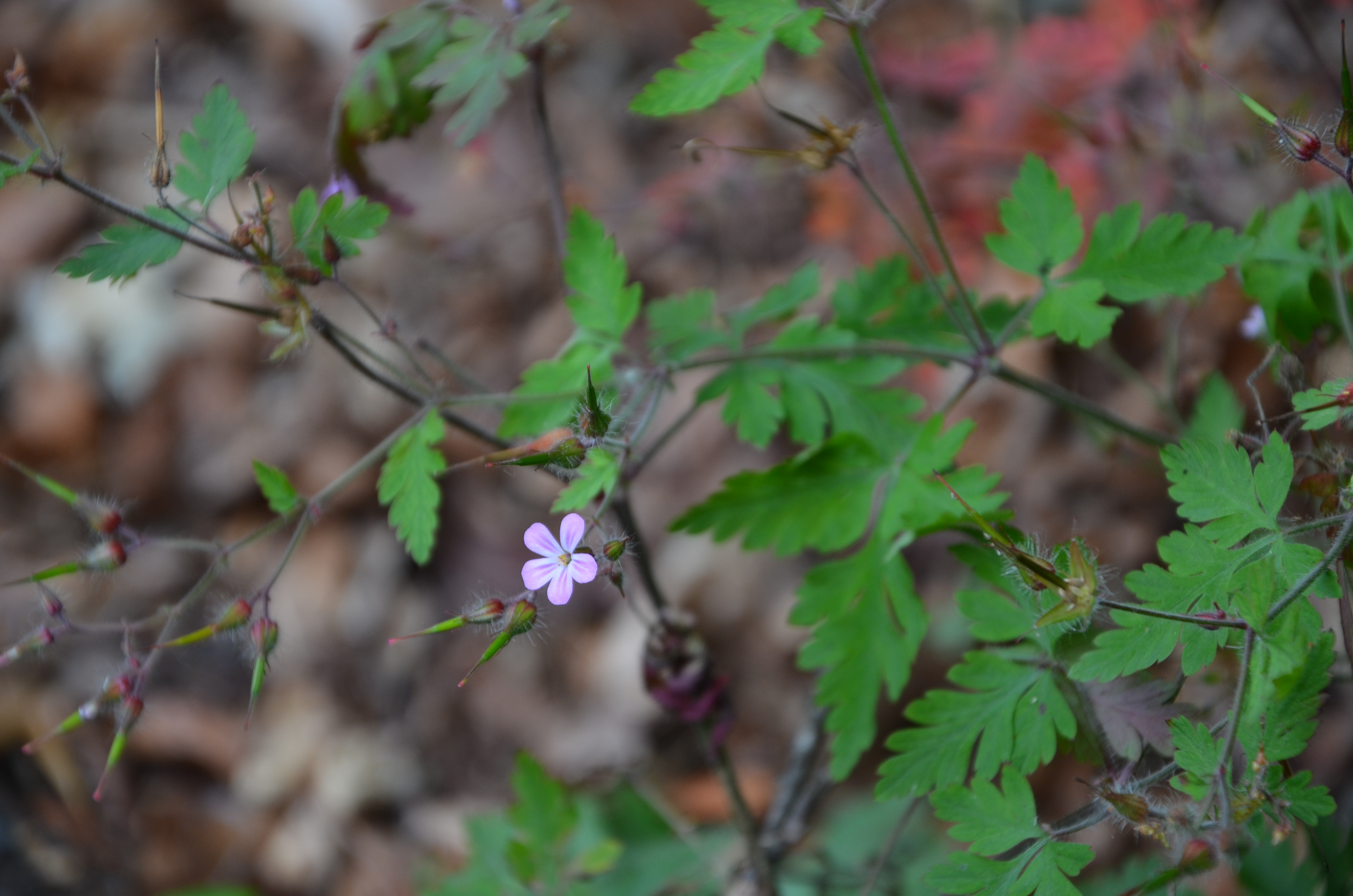 21062014150244 2526 art 1549 stinkender storchenschnabel