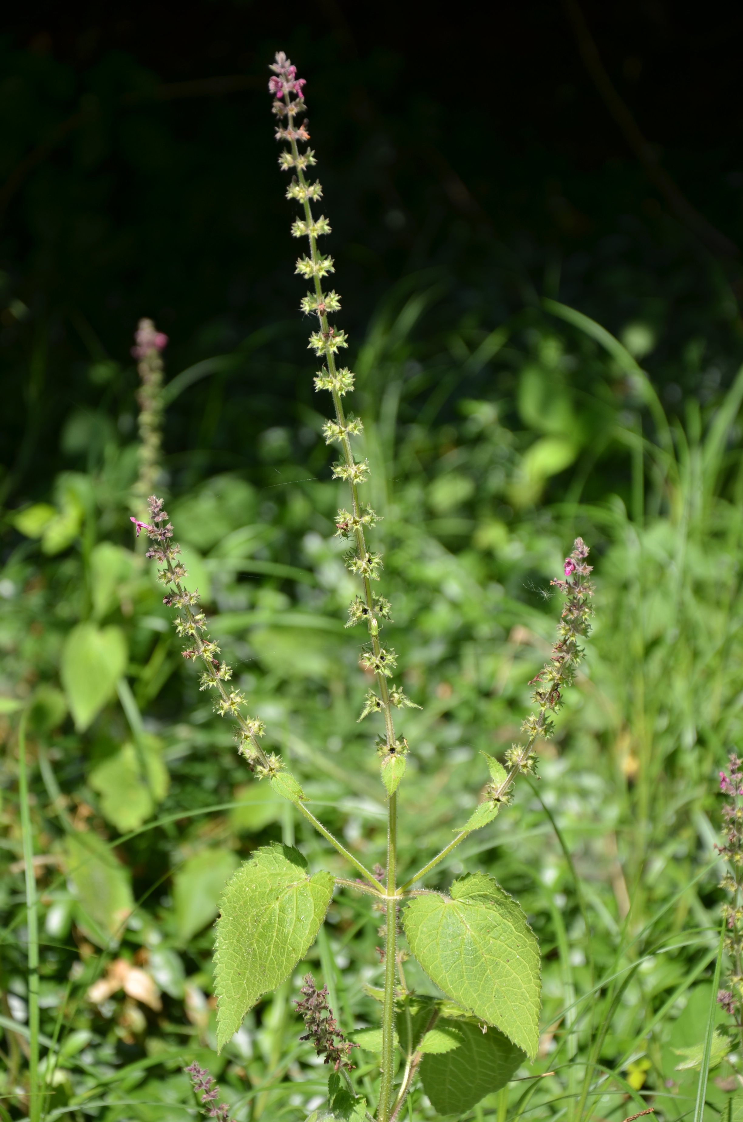 21062014153205 2528 art 471 wald ziest