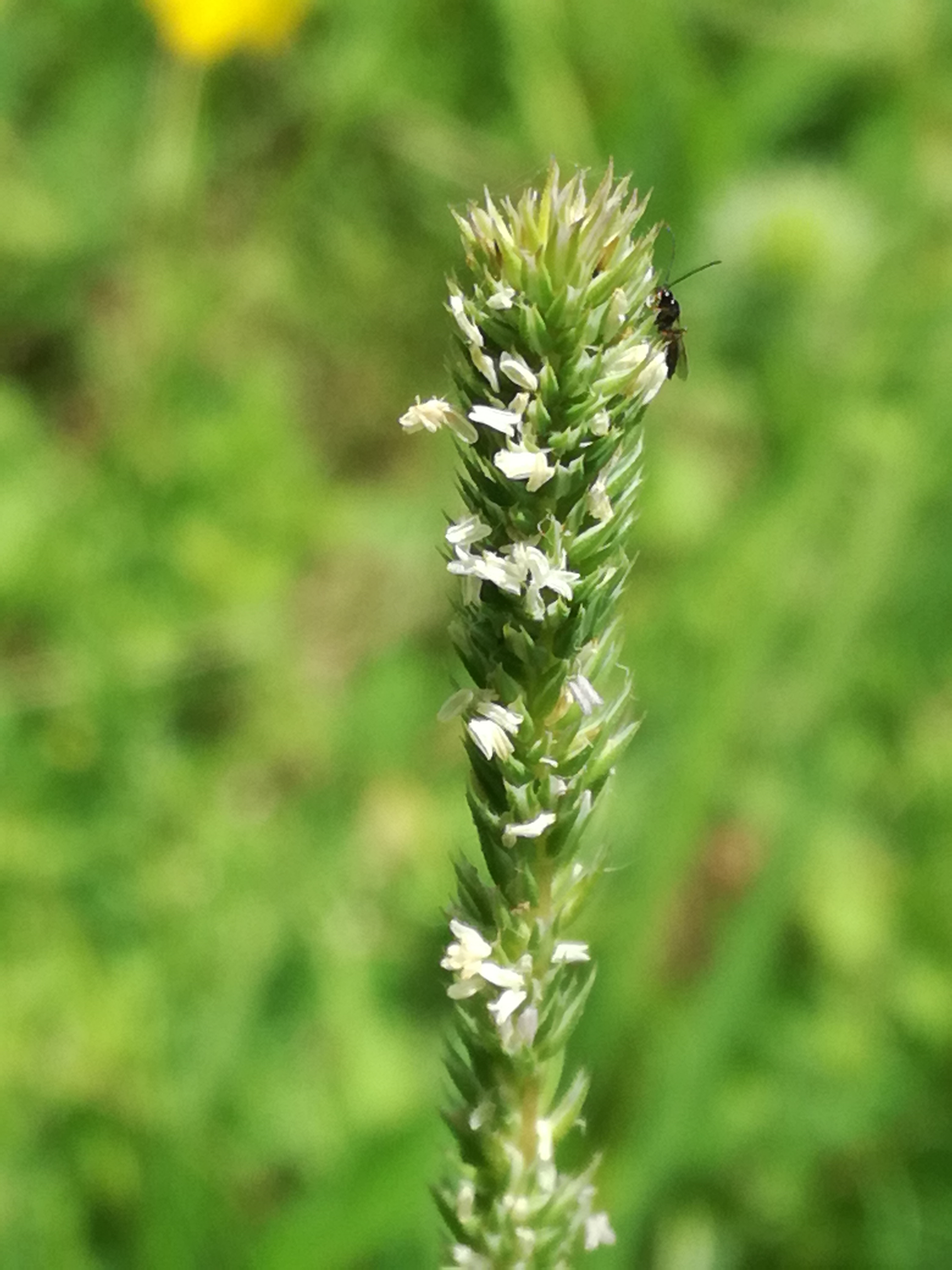 21062018085204 3752 art 2250 img 20180619 114745