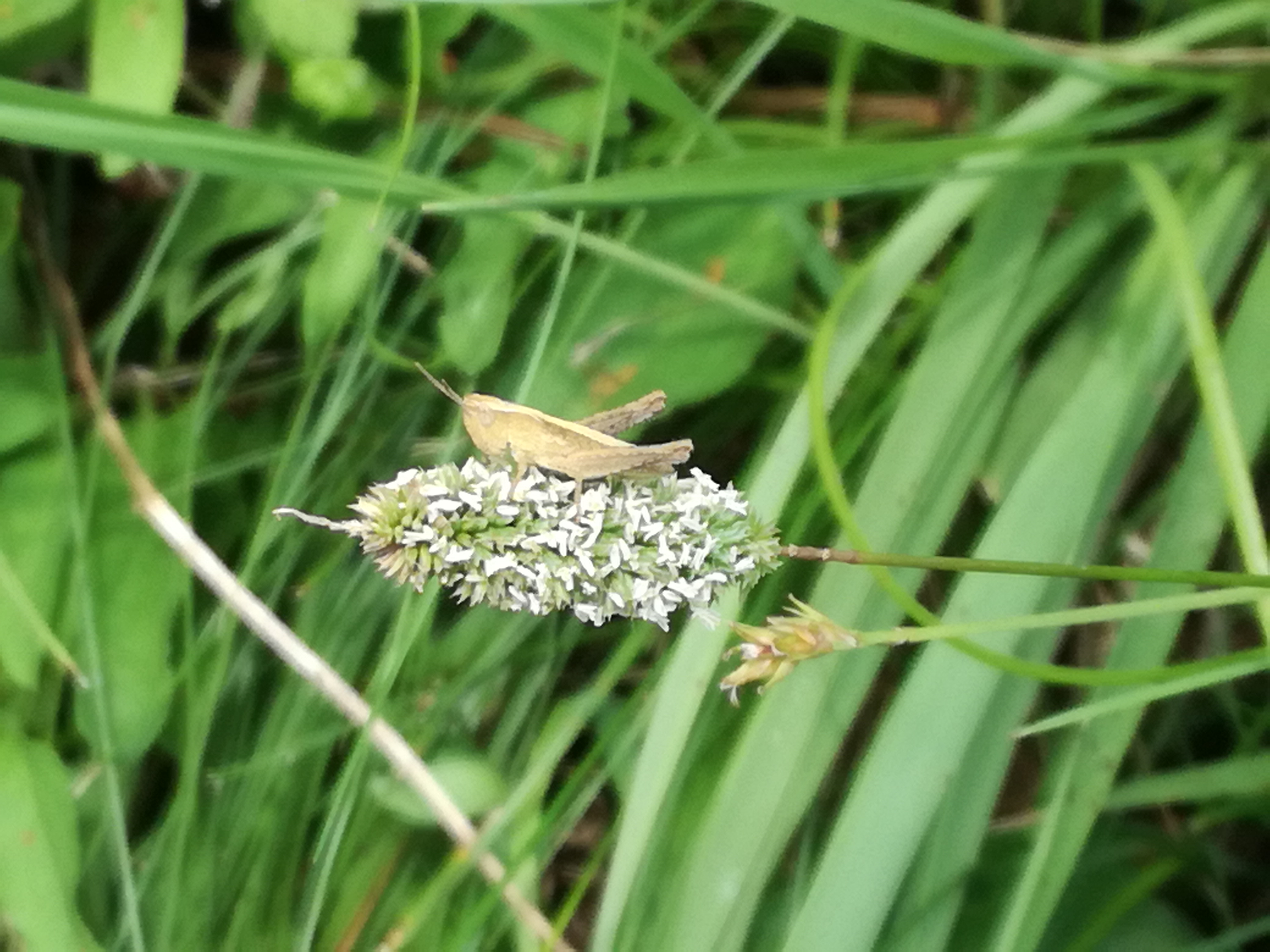 21062018085259 3753 art 2250 img 20180619 101543 2