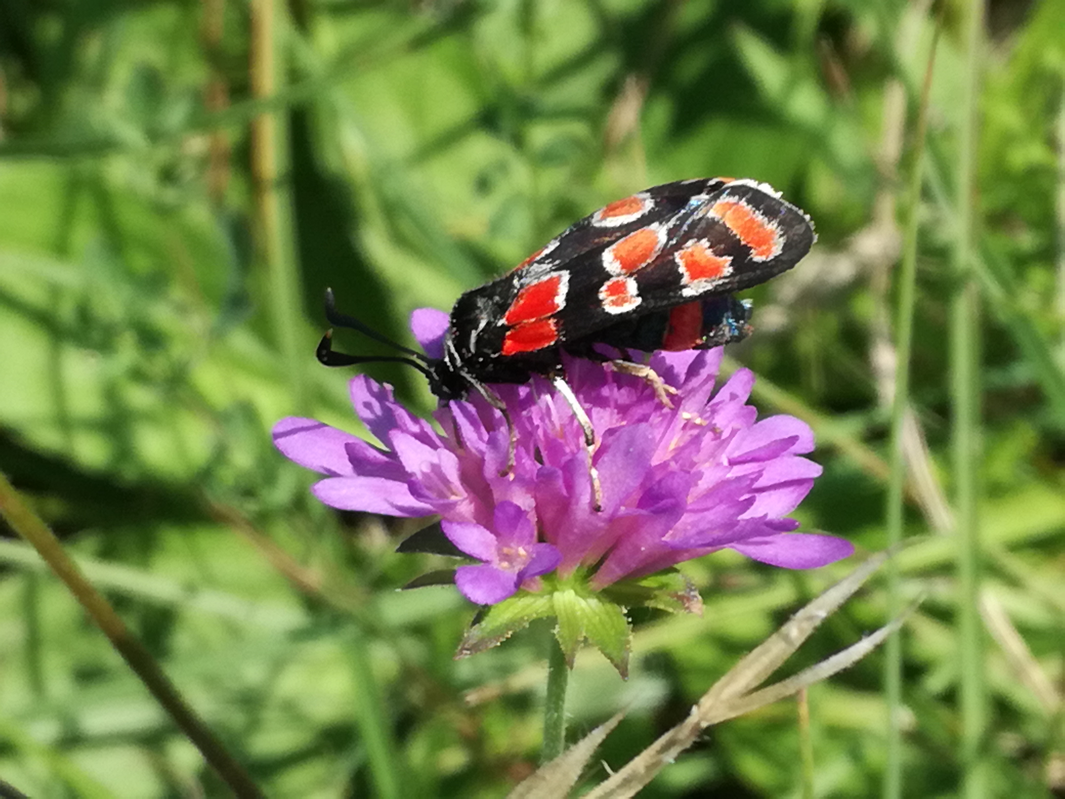 21062018090156 3755 art 2251 img 20180618 133739