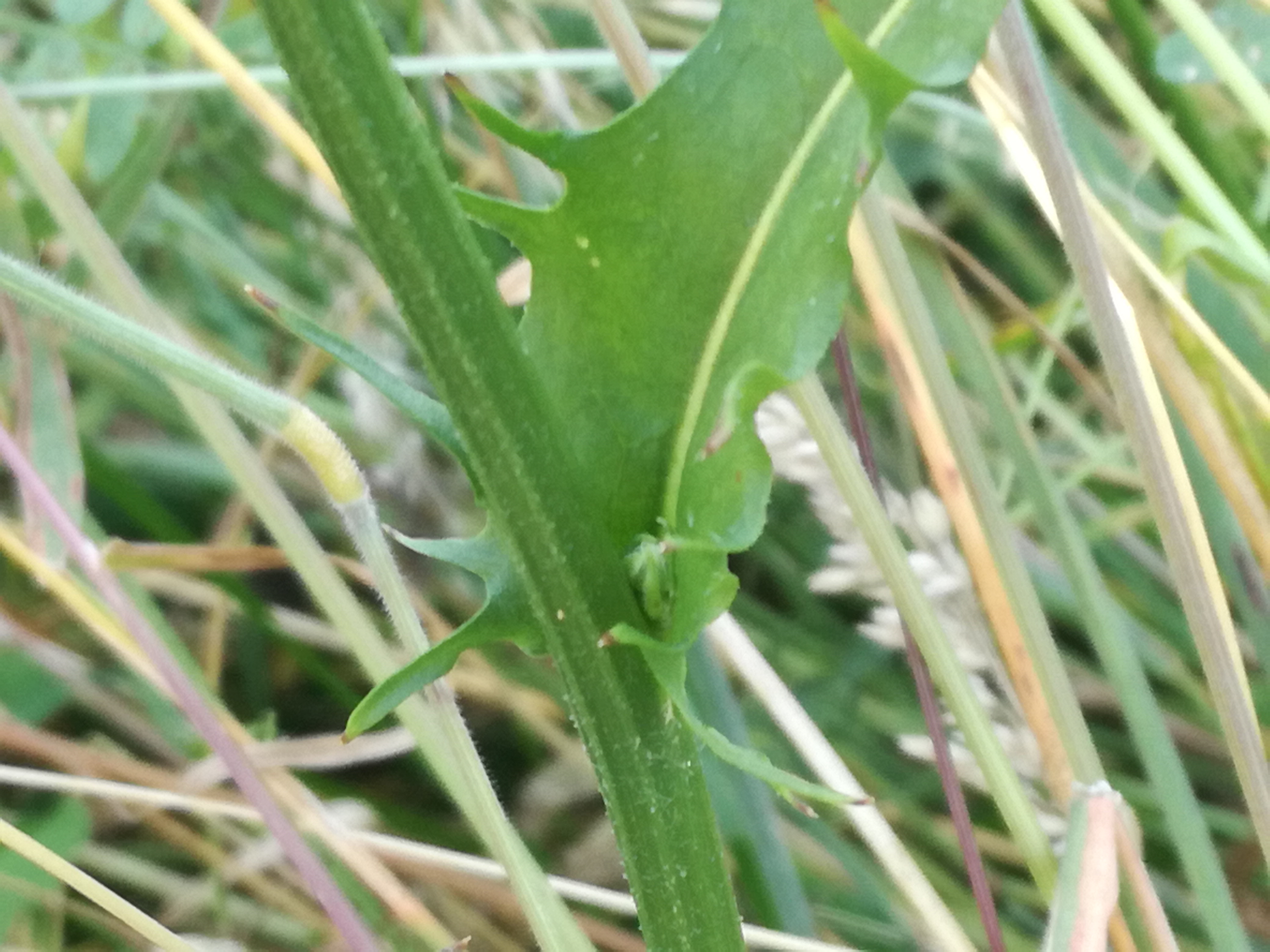 21062018091245 3756 art 2229 img 20180619 095611