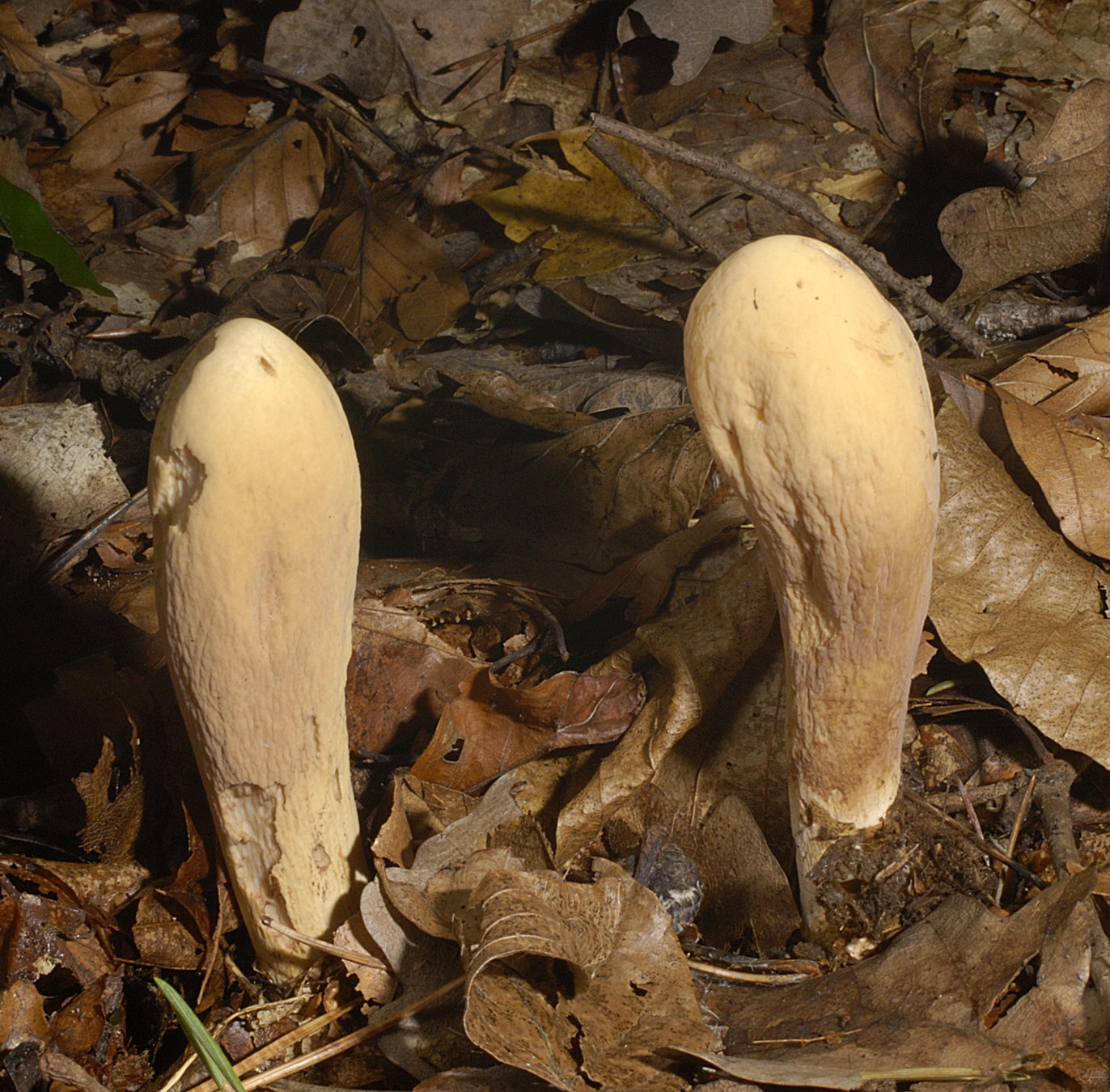 21072013184758 1173 art 1032 5489 cla pistillaris 37