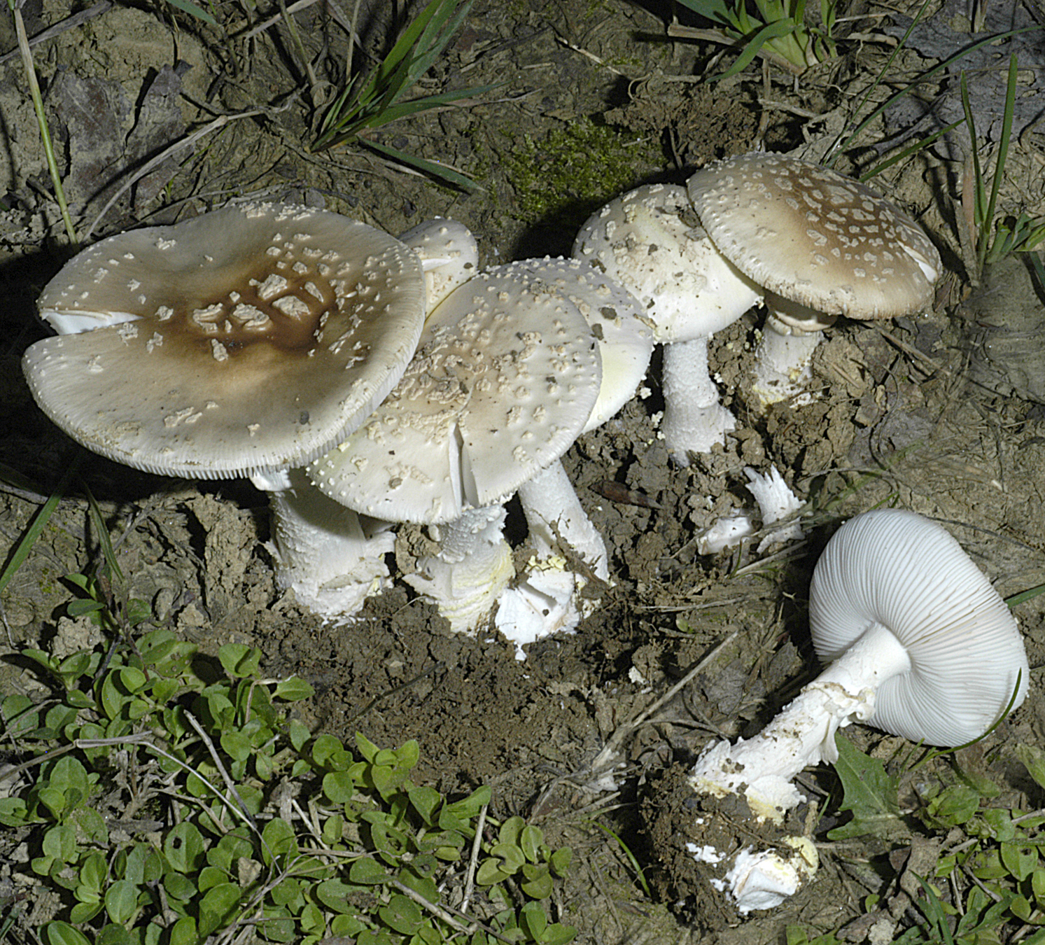 21072013190656 1174 art 1033 5291 ama franchetii 48