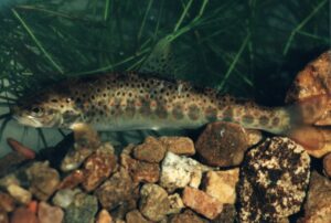 21082013102703 1523 art 1119 1199 32