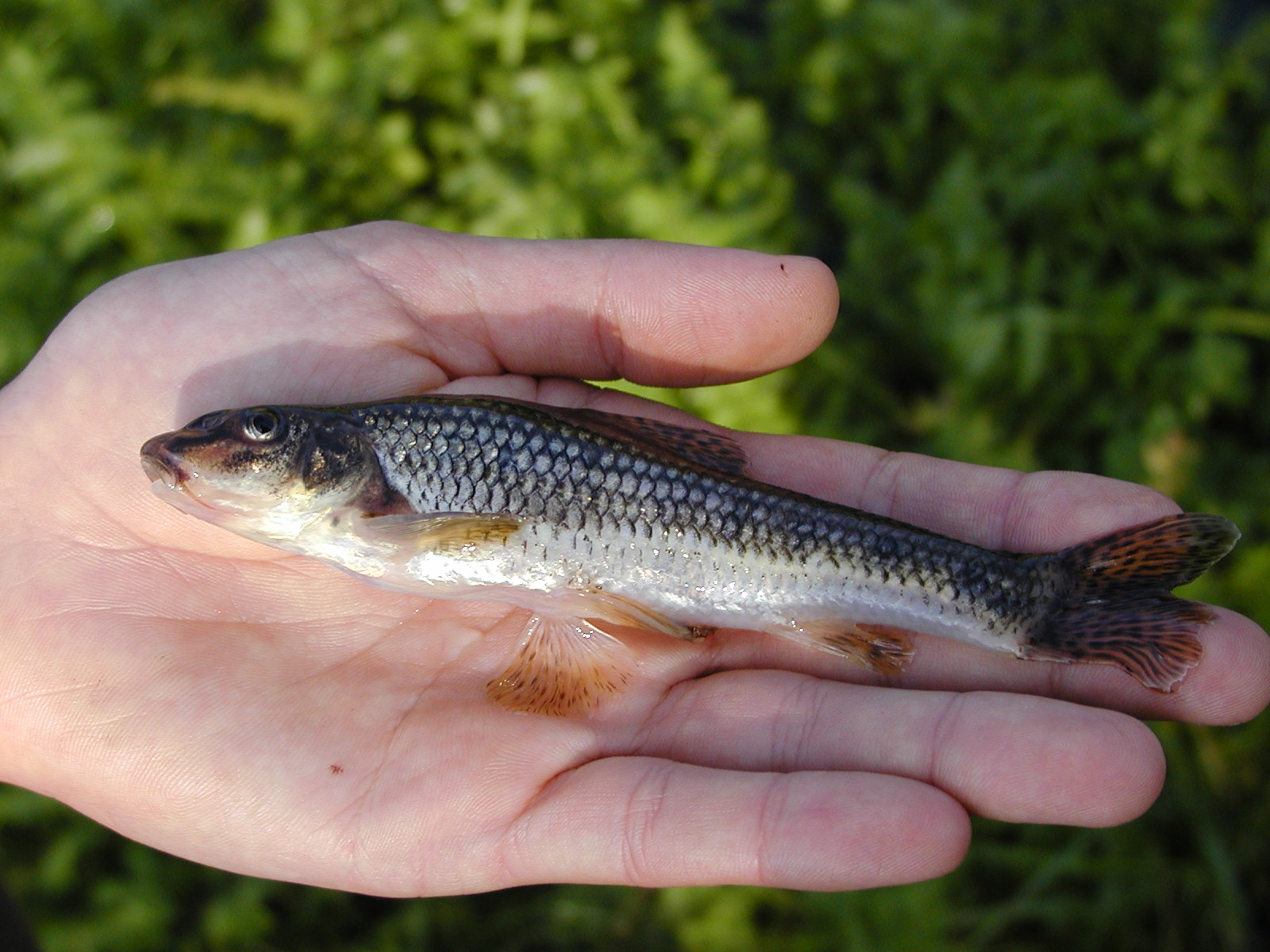 21082013103026 1525 art 1181 gobio gob