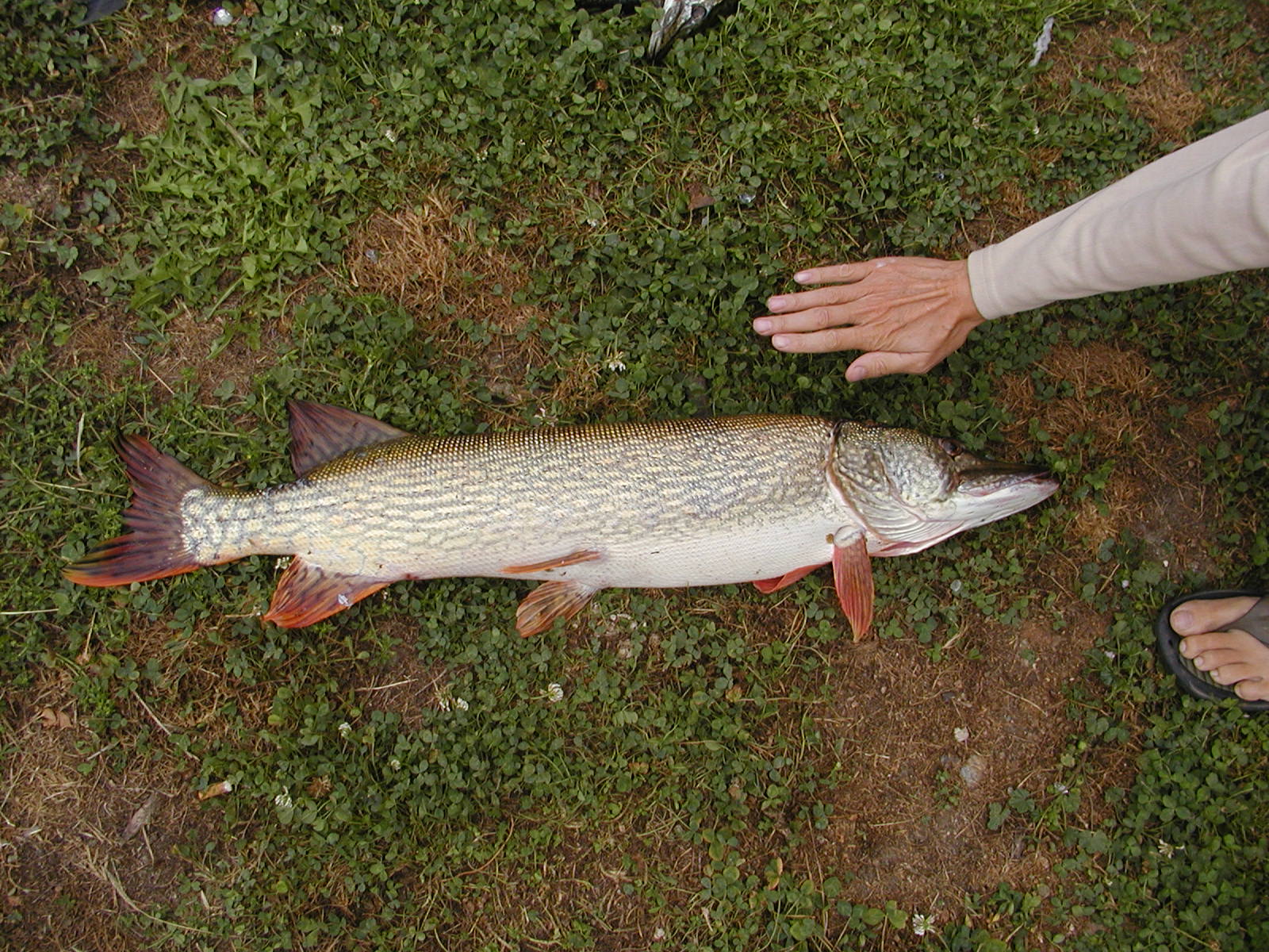 21082013103135 1526 art 1091 p1010063