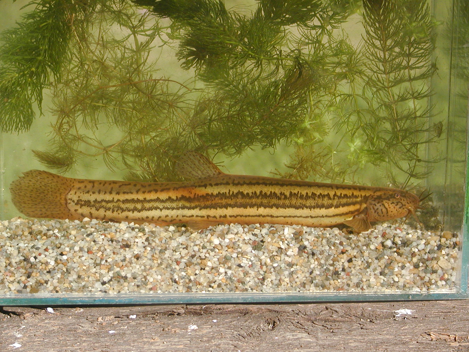 21082013103520 1528 art 1139 p9120046