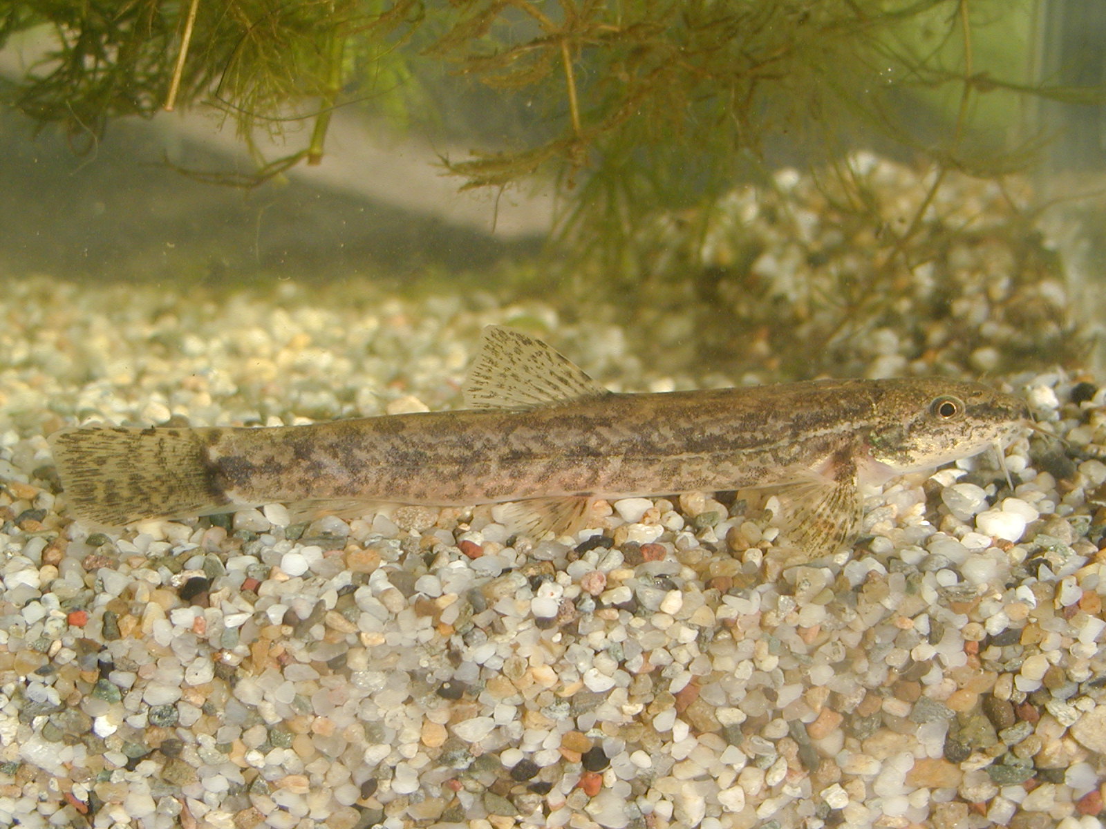 21082013103903 1530 art 1092 p9120019