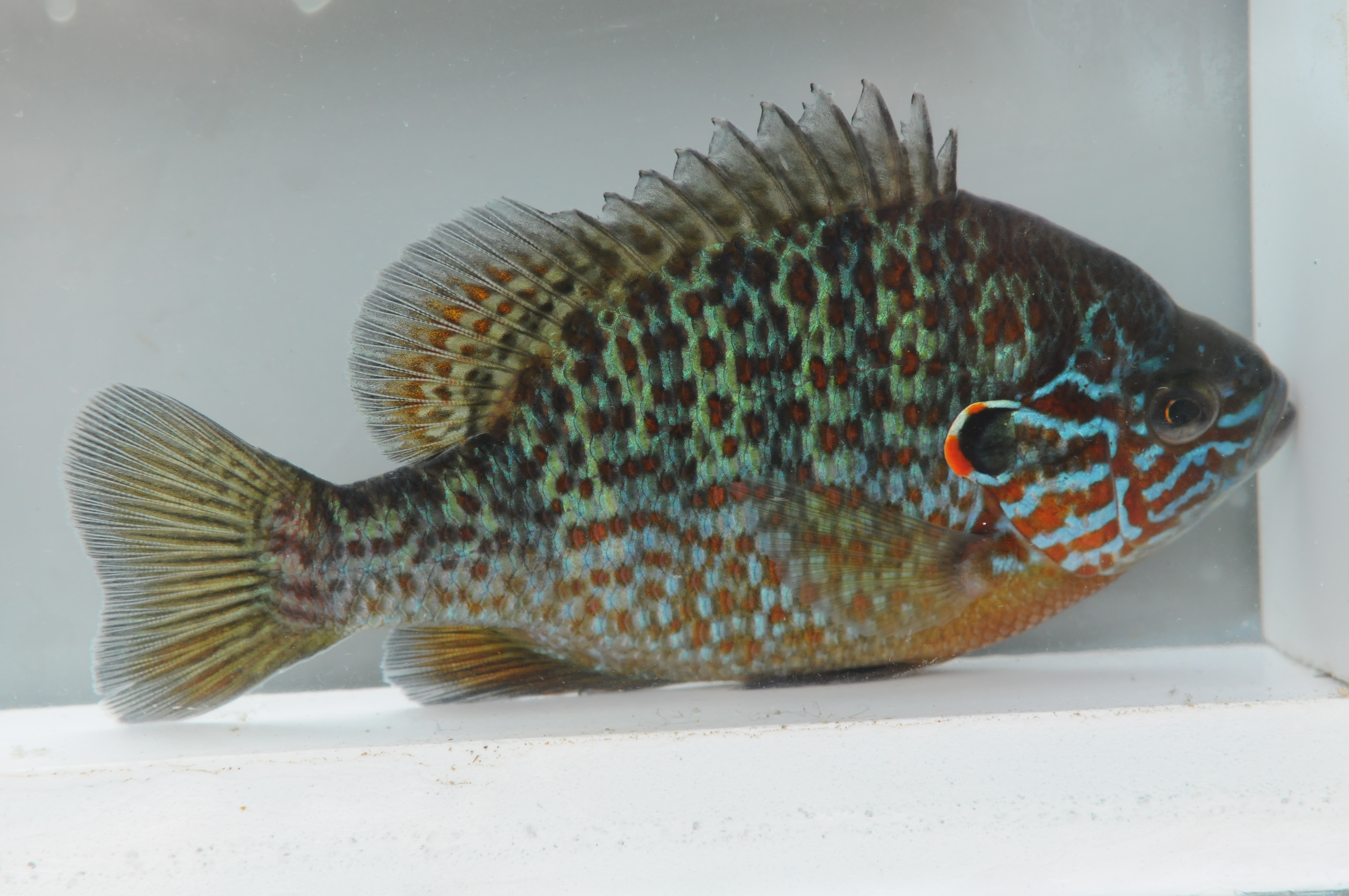 21082013104155 1531 art 1174 dsc 4631