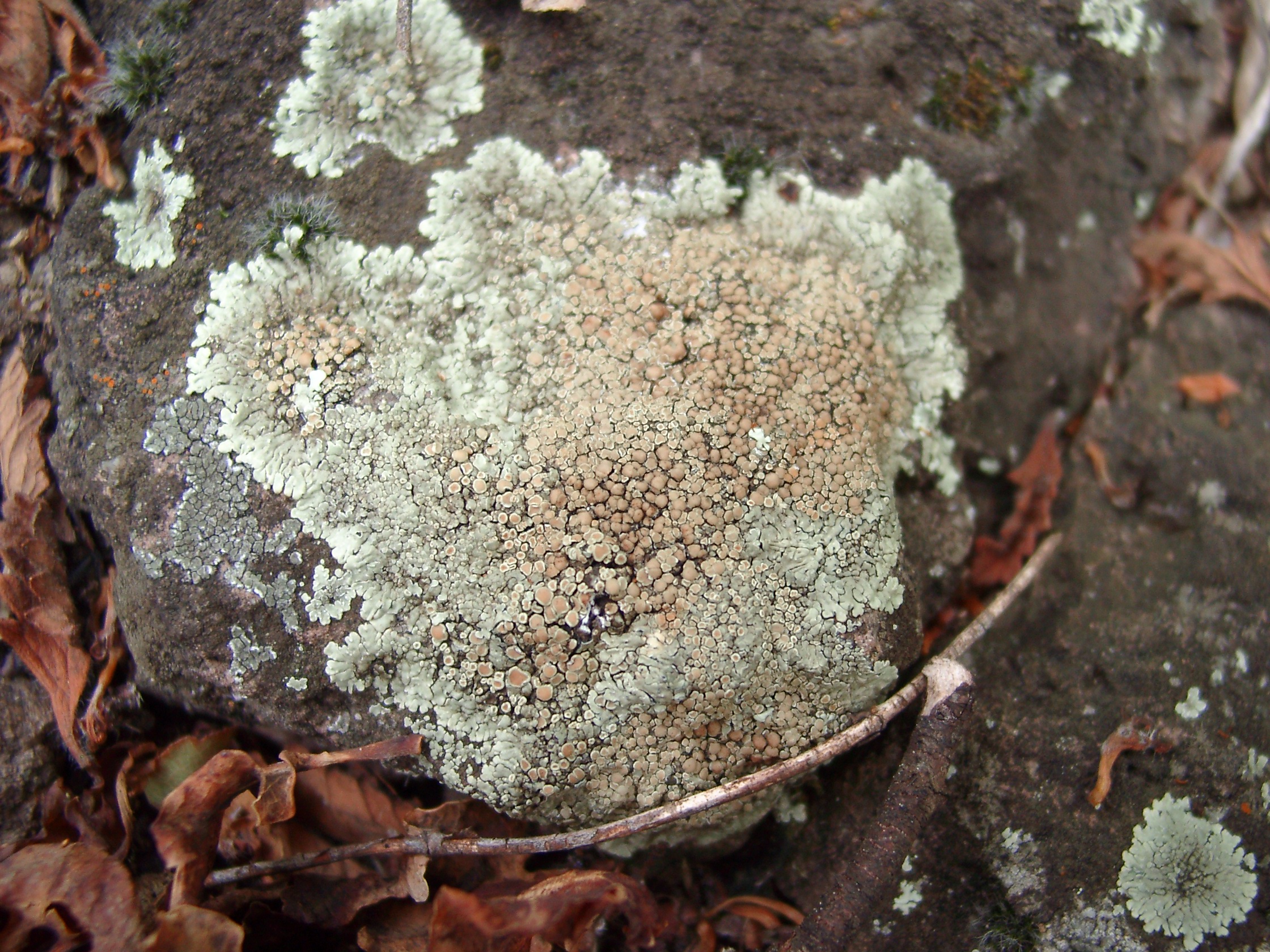 21082013134807 1539 art 1225 lecanora allerwelts 08130018