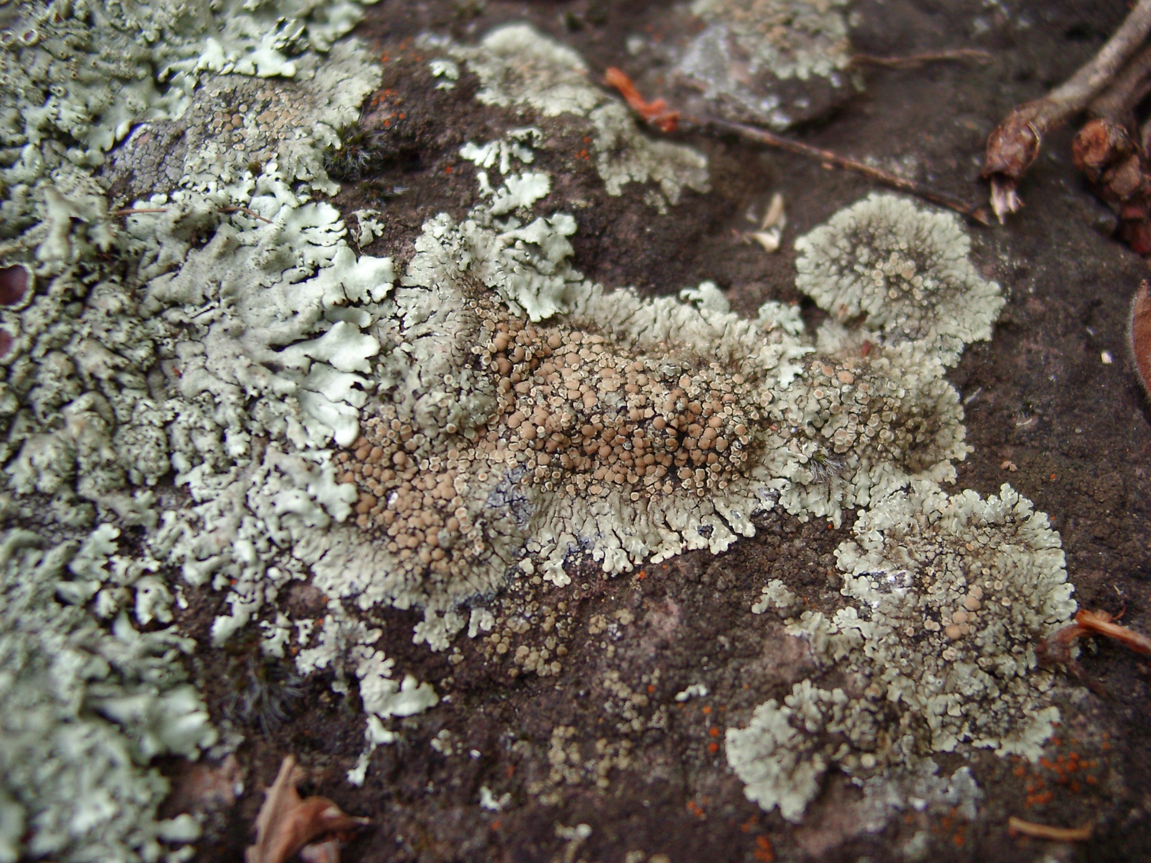 21082013135124 1540 art 1225 lecanora allerwelts 08130019