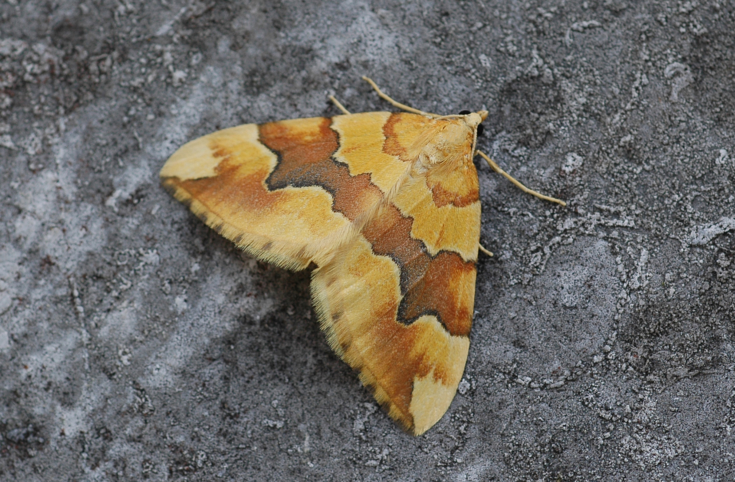 21082013154648 1541 art 1226 3 cidaria fulvata bearbeitet 1