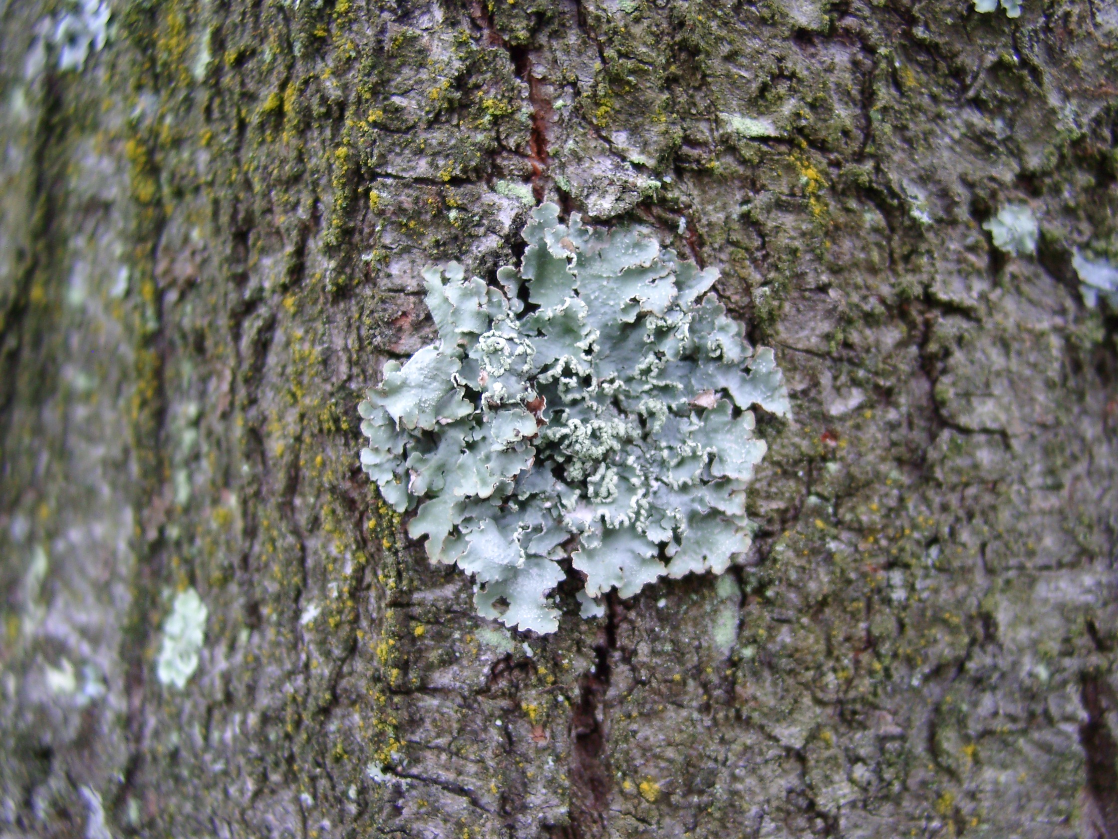 21082013163753 1544 art 1223 parmelia punctelia subrudecta 08130031