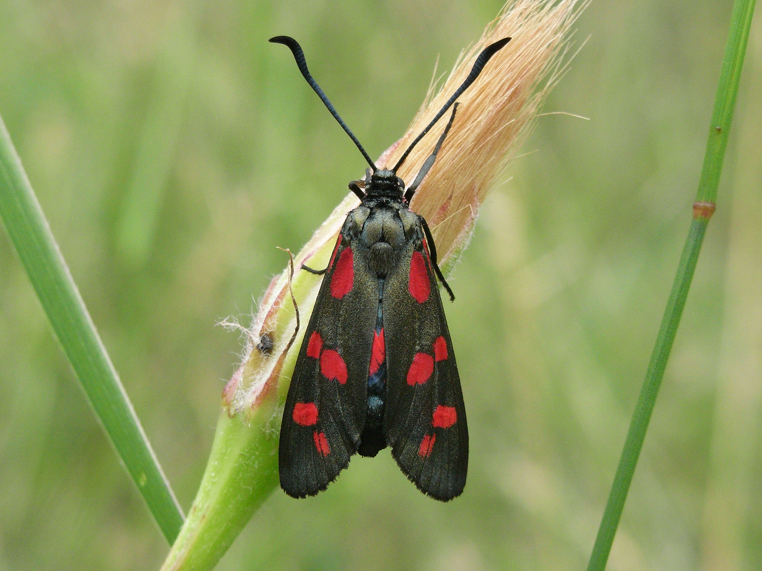 21082013164308 1545 art 675 zygaena