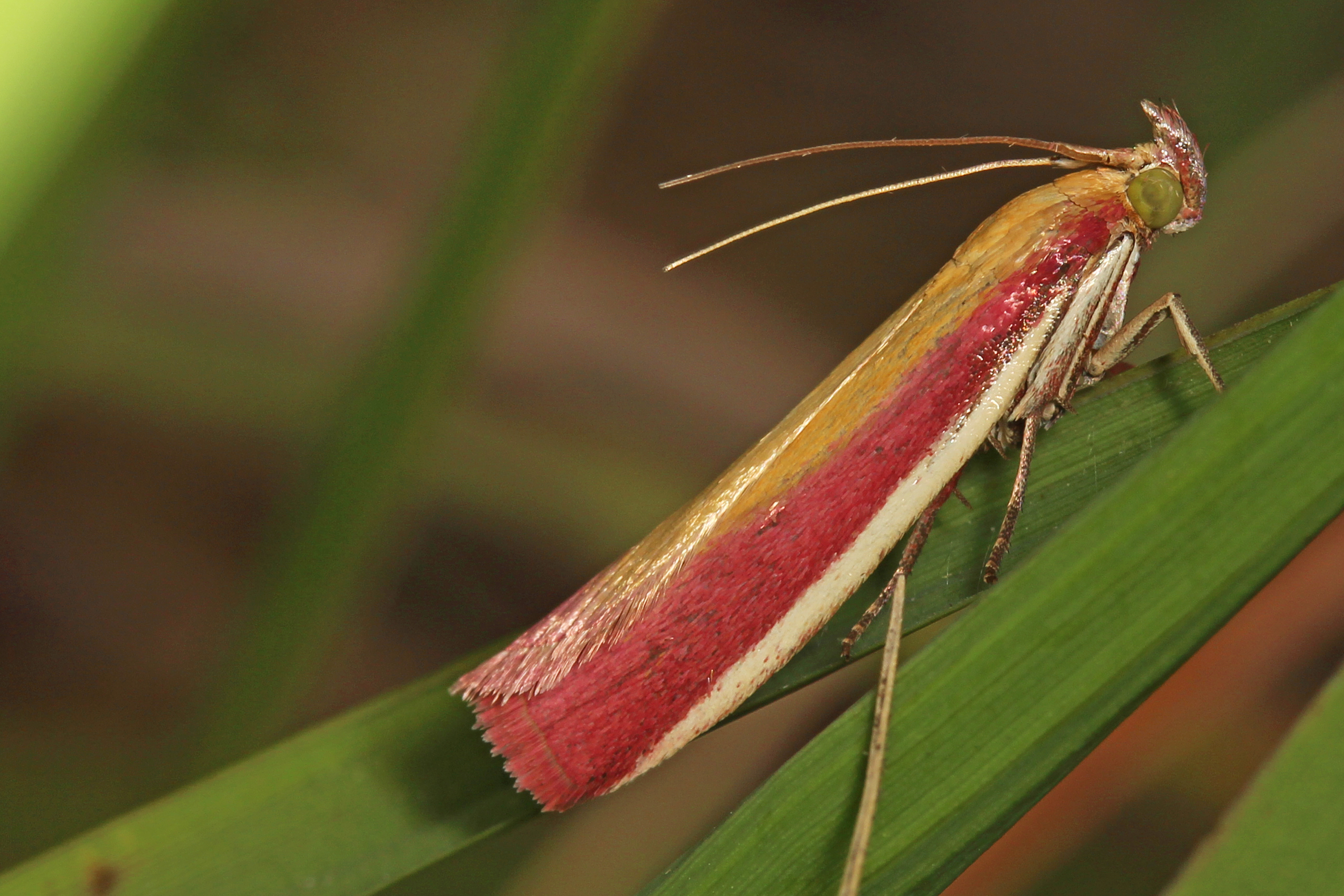 21082013165104 1547 art 1229 oncocera semirubella 5 bearbeitet 1