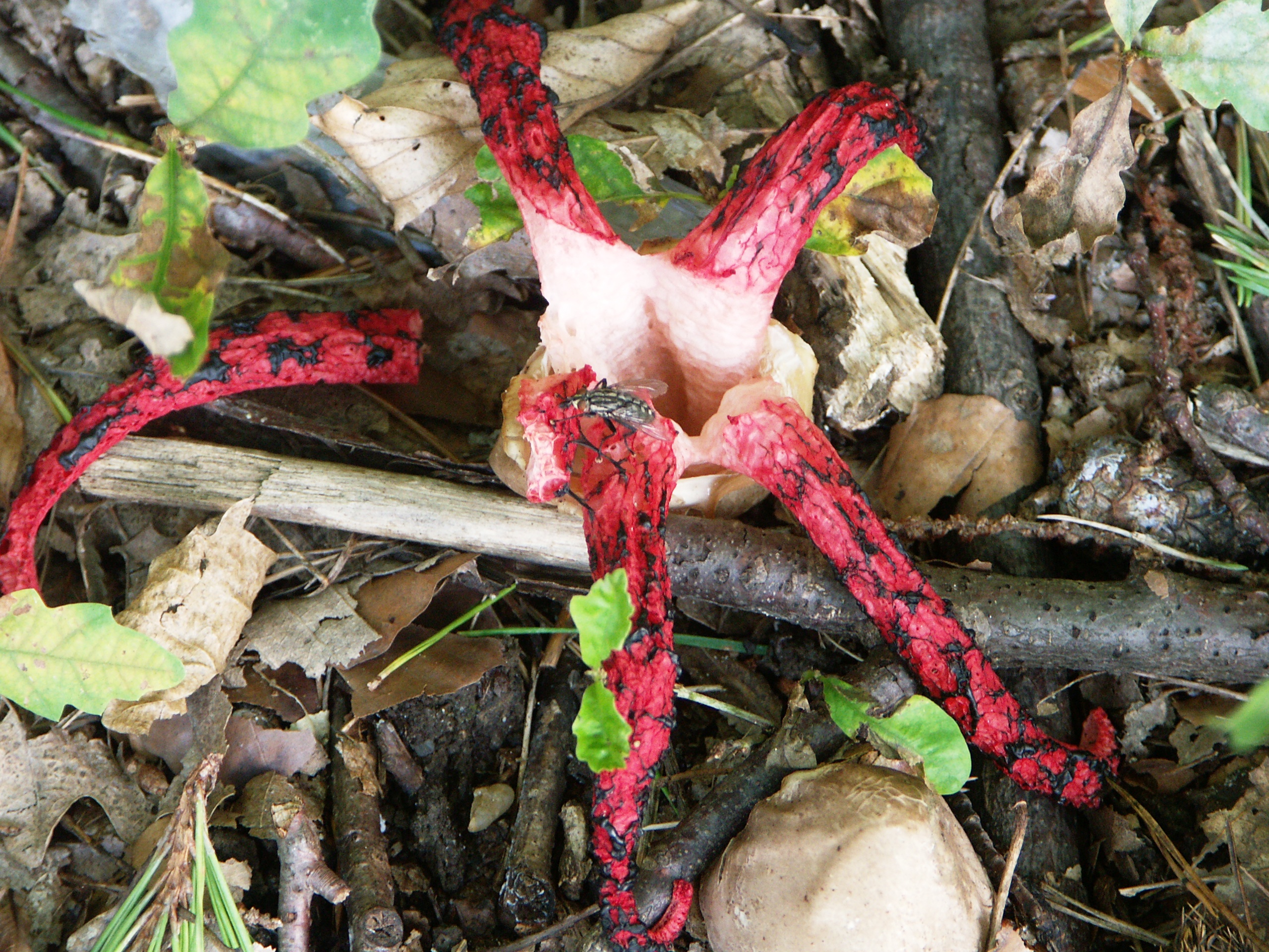 21082013165453 1548 art 1228 pict4591