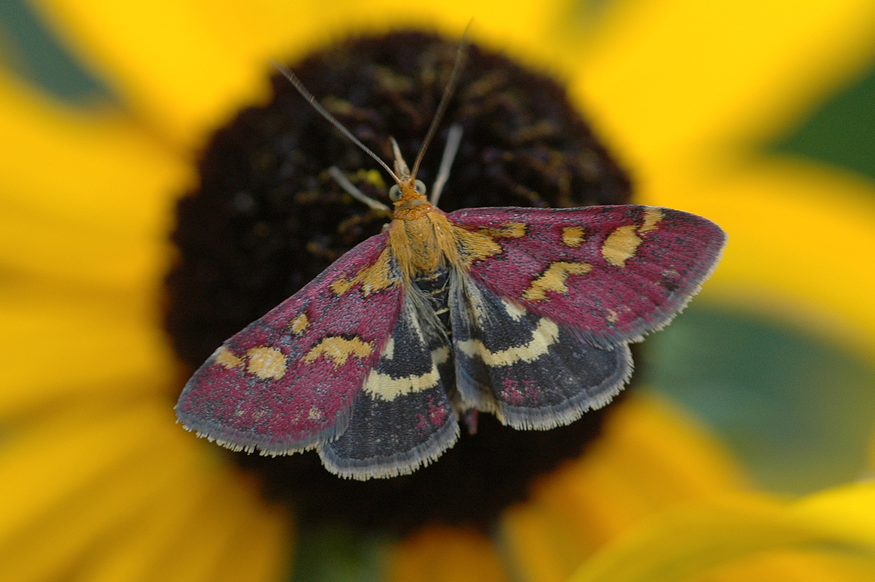 21082013172106 1550 art 1231 2 dsc 7482