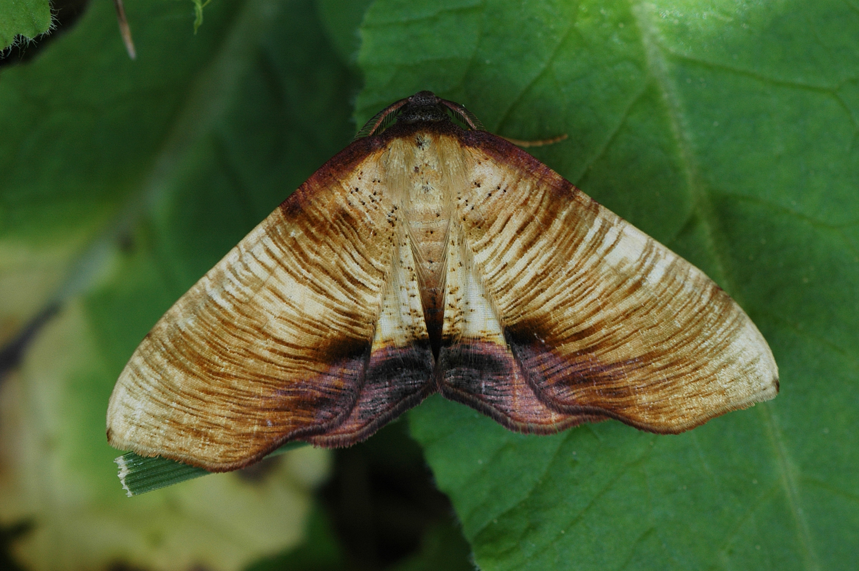 21082013183608 1553 art 1234 plagodis dolabraria 1a