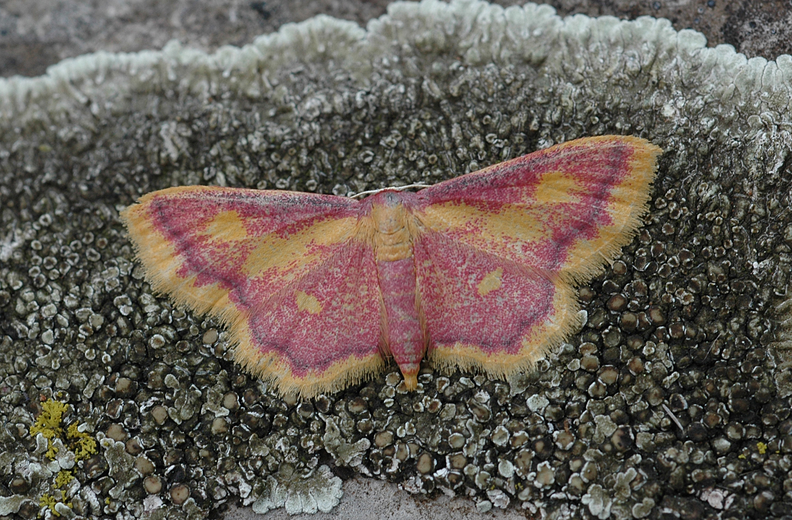 21082013184417 1555 art 1235 idaea muricata 18