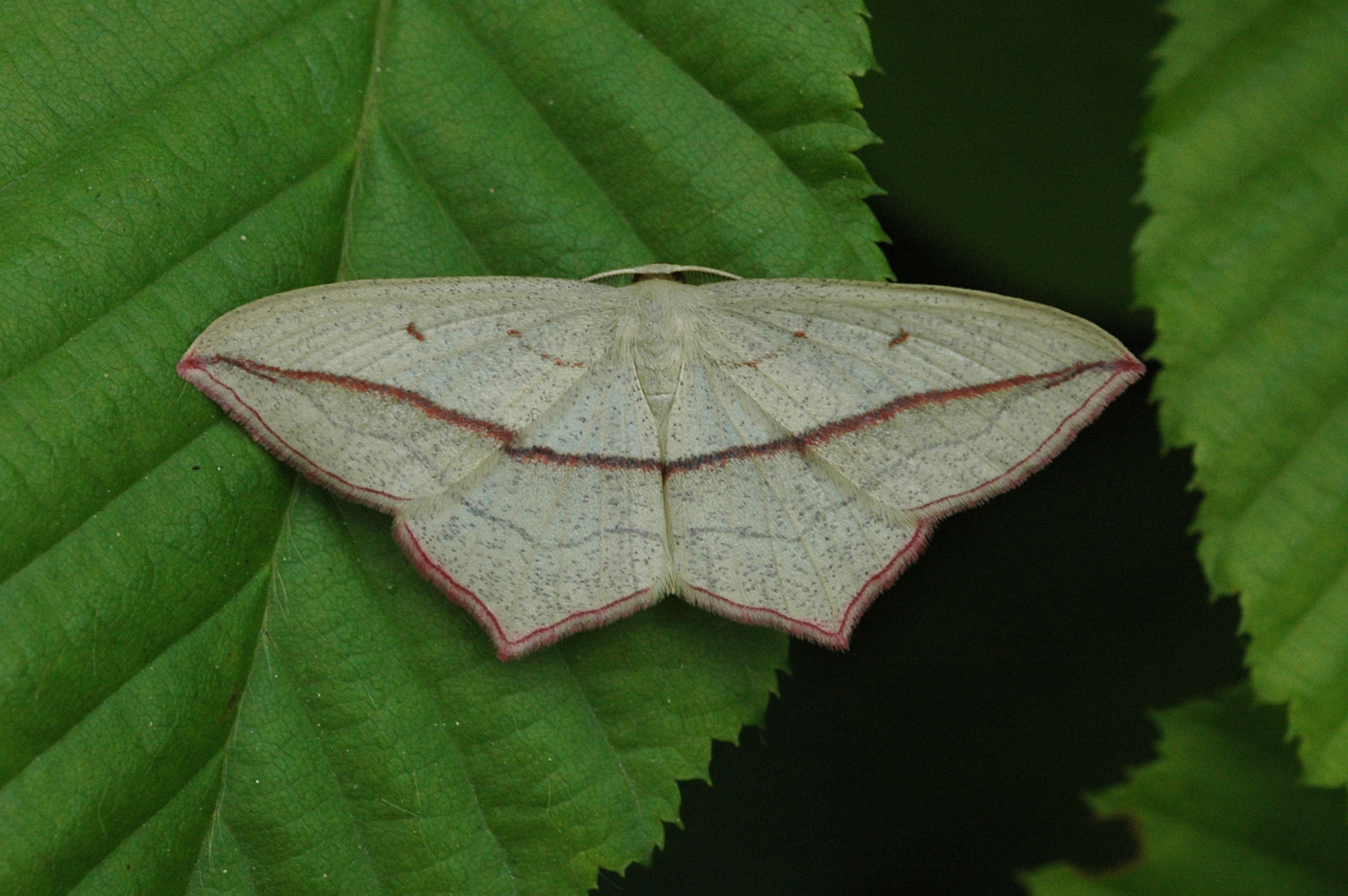 21082013184636 1556 art 1236 timandra comae 1