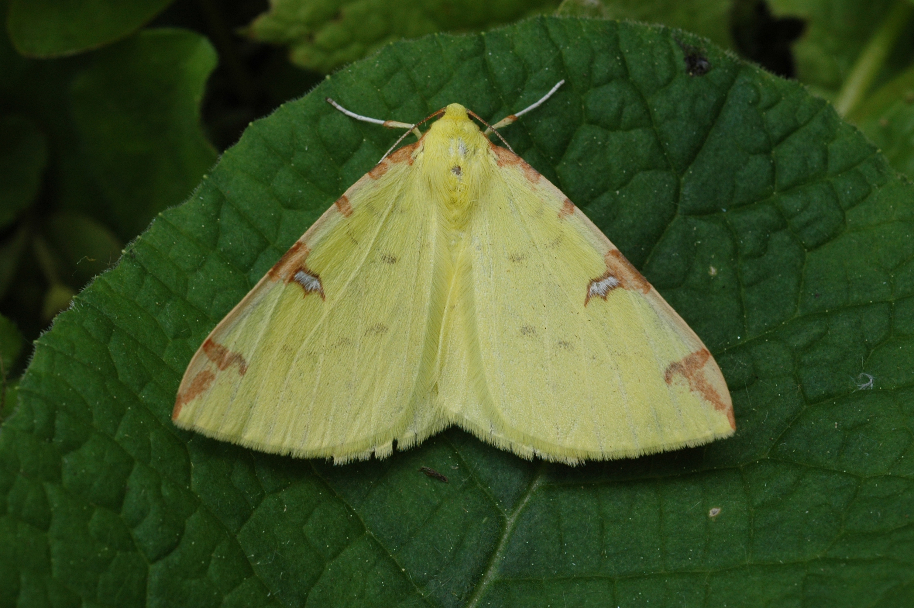 21082013185043 1557 art 1237 opisthograptis luteolata 6