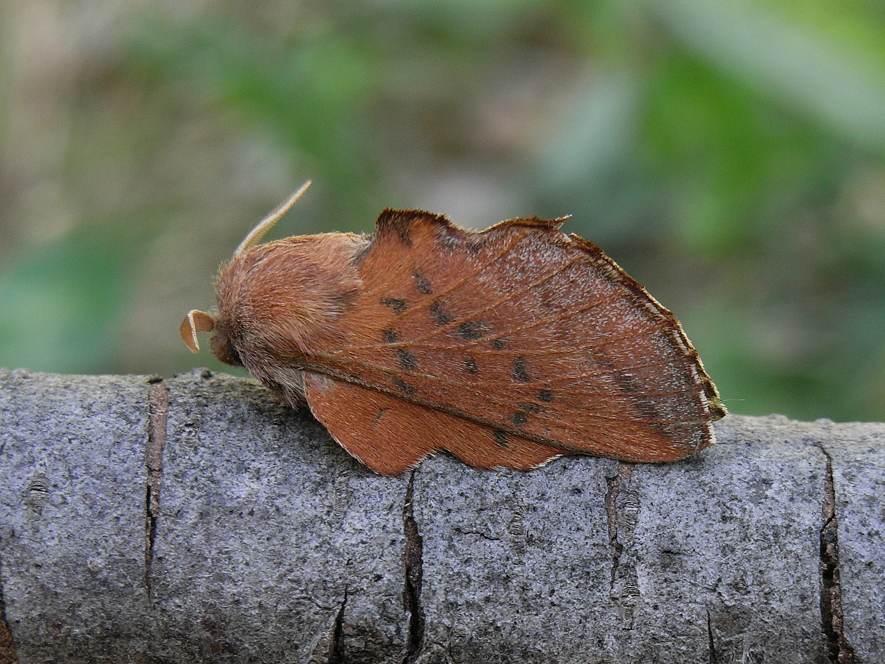 21082013185330 1558 art 1238 phyllodesma tremulifolia eichenglucke