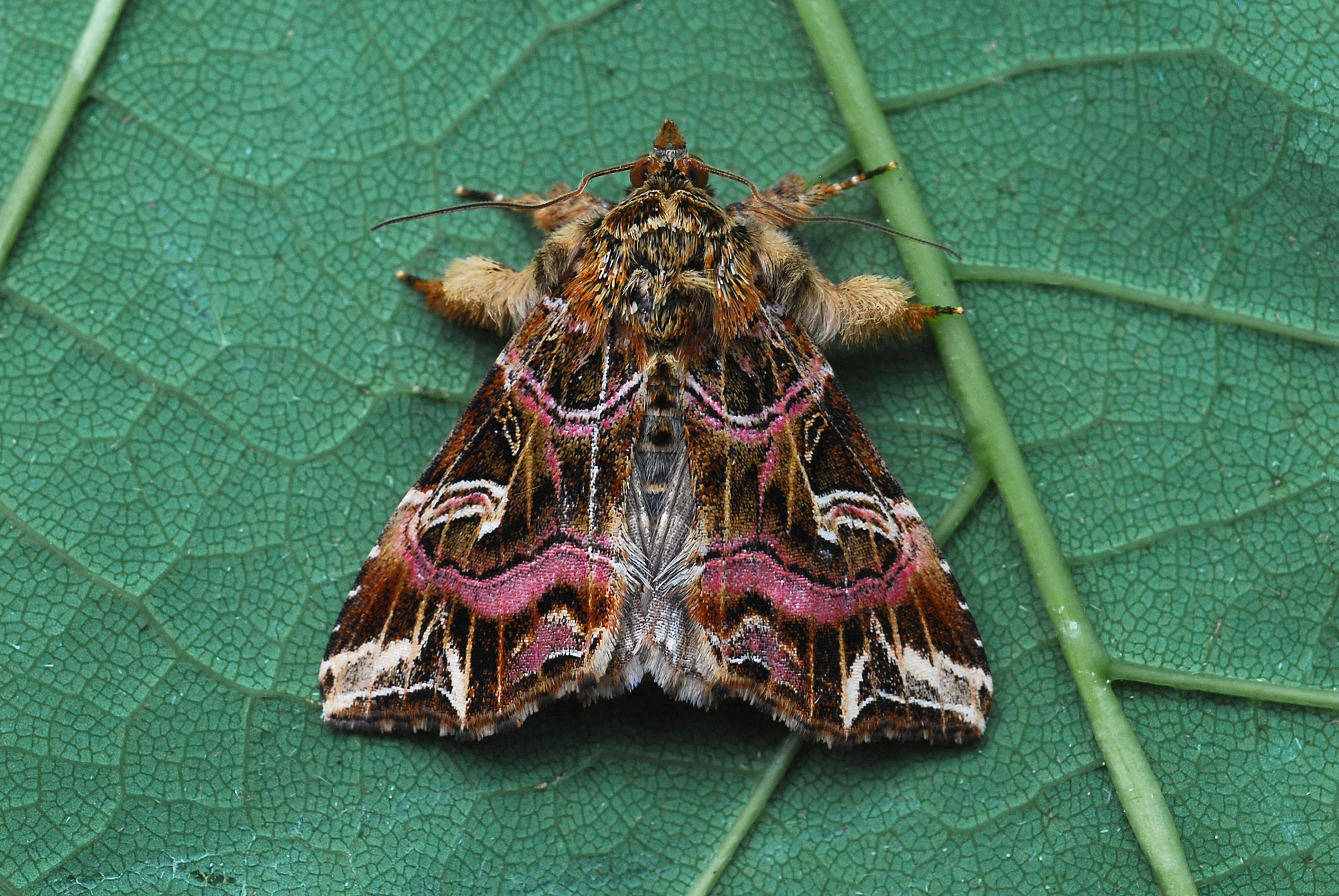 21082013195504 1562 art 1239 callopistria juventina 32c