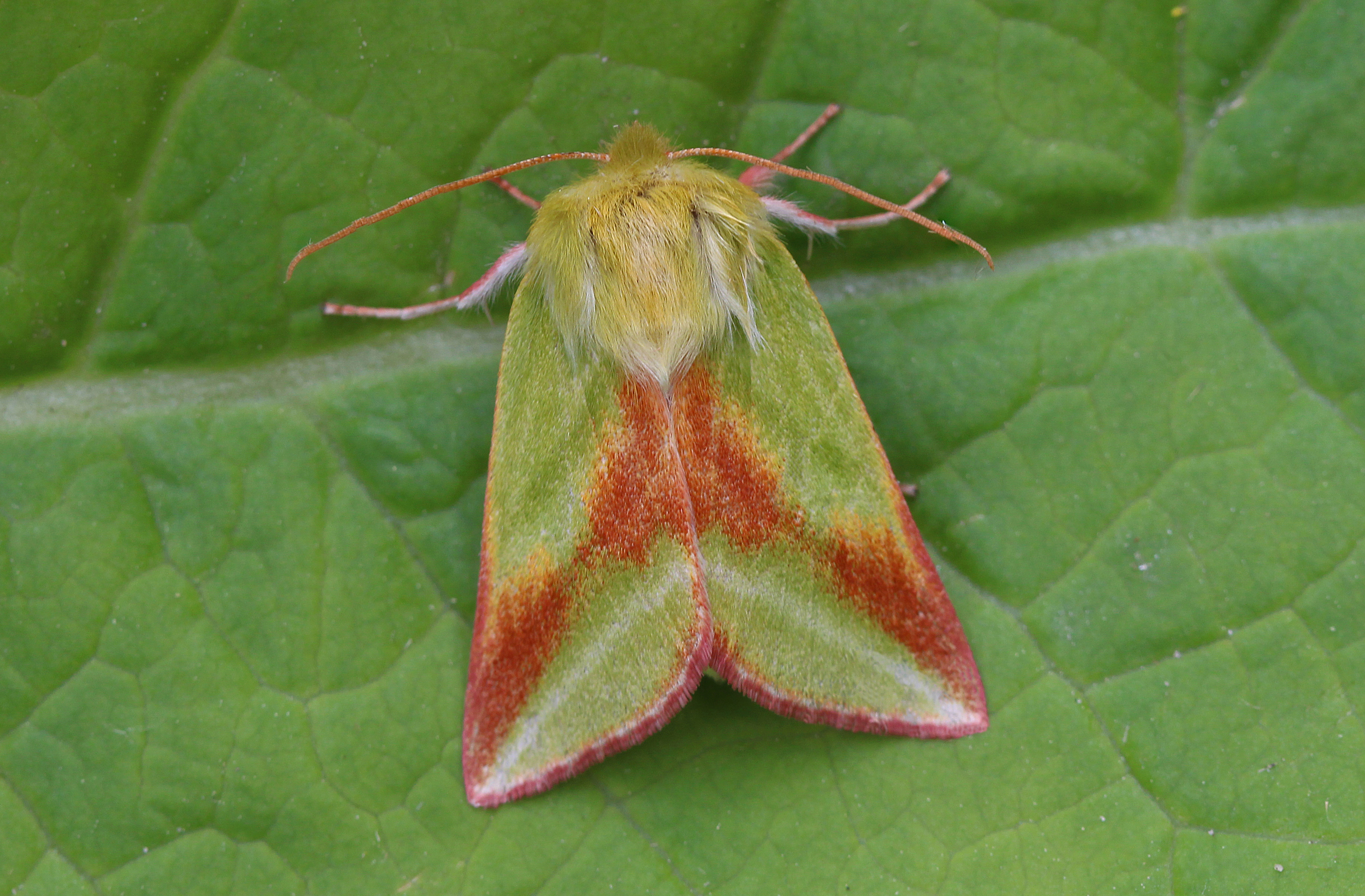 21082013201134 1563 art 1232 pseudoips prasinana 34panorama1